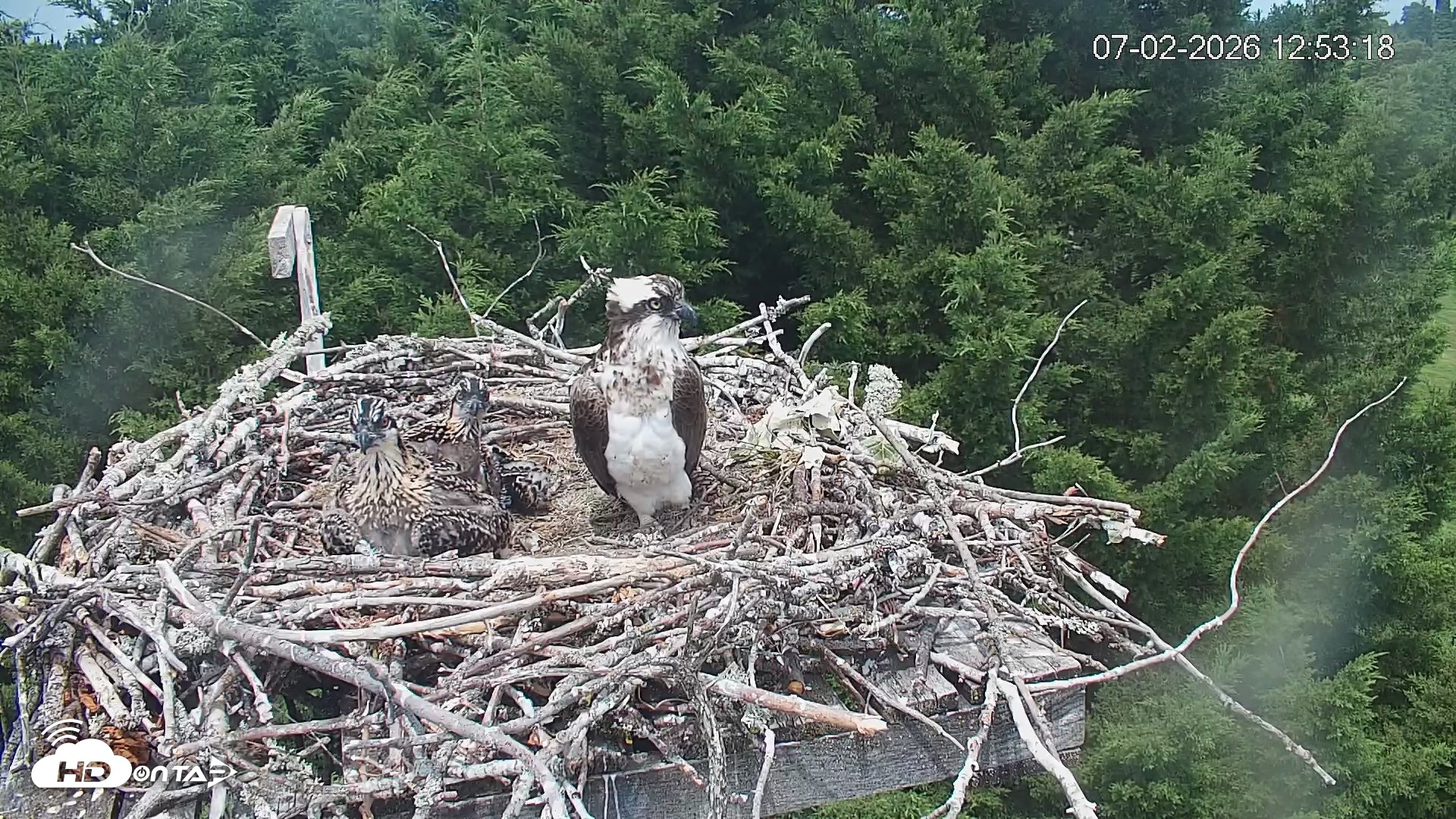 Snapshot of Medina Washington Live Osprey Nest Webcam taken Jul 2, 2026, 12:54pm PDT