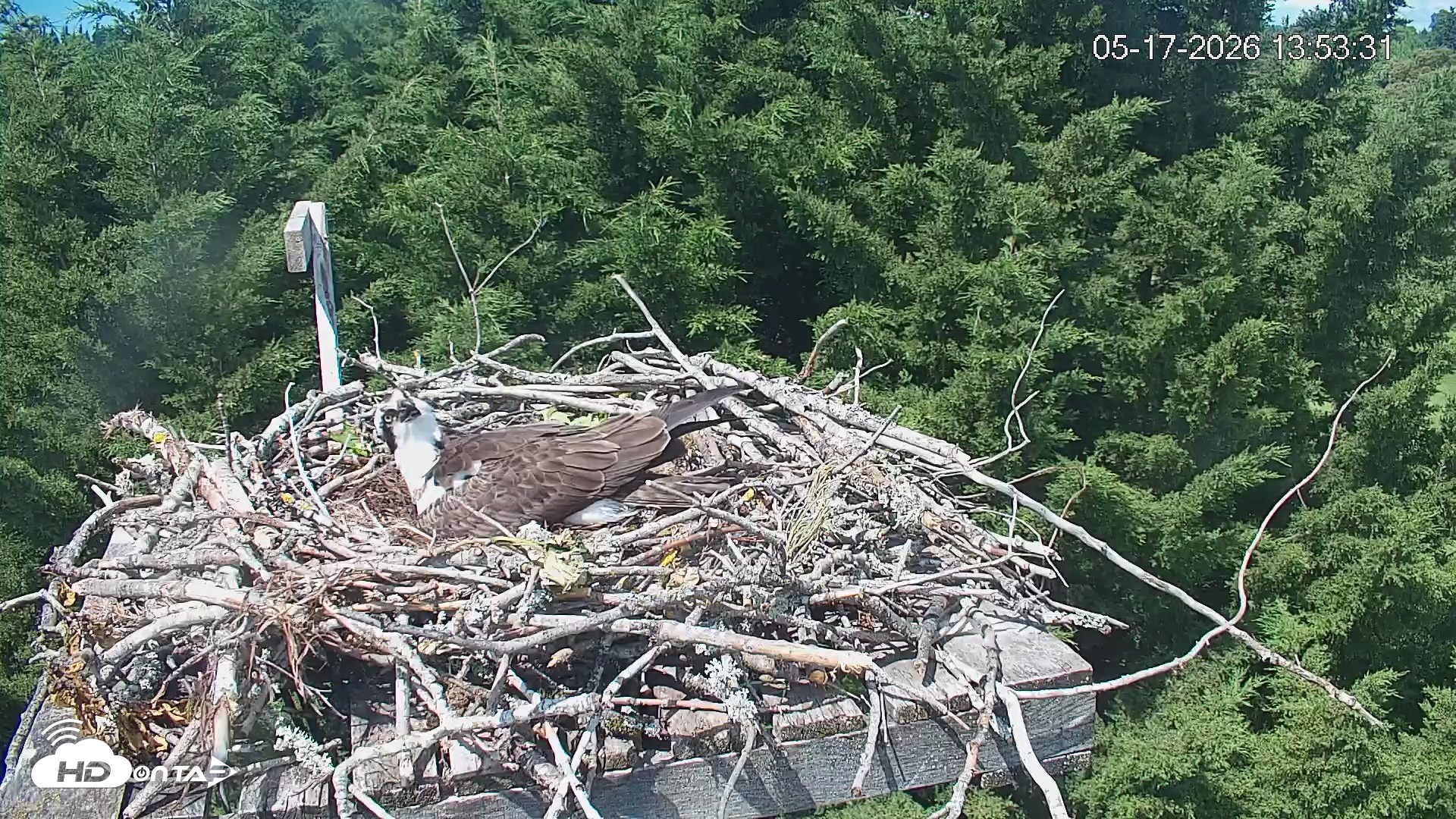 Snapshot of Medina Washington Live Osprey Nest Webcam taken May 17, 2026, 1:54pm PDT