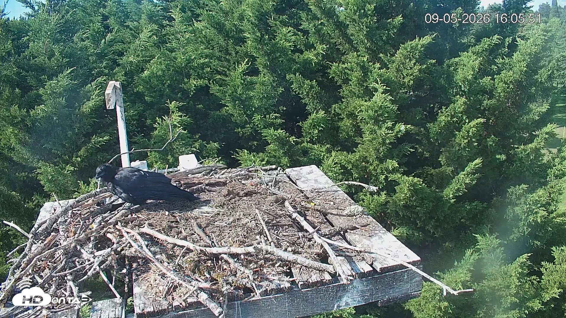 Snapshot of Medina Washington Live Osprey Nest Webcam taken Sep 5, 2026, 4:06pm PDT