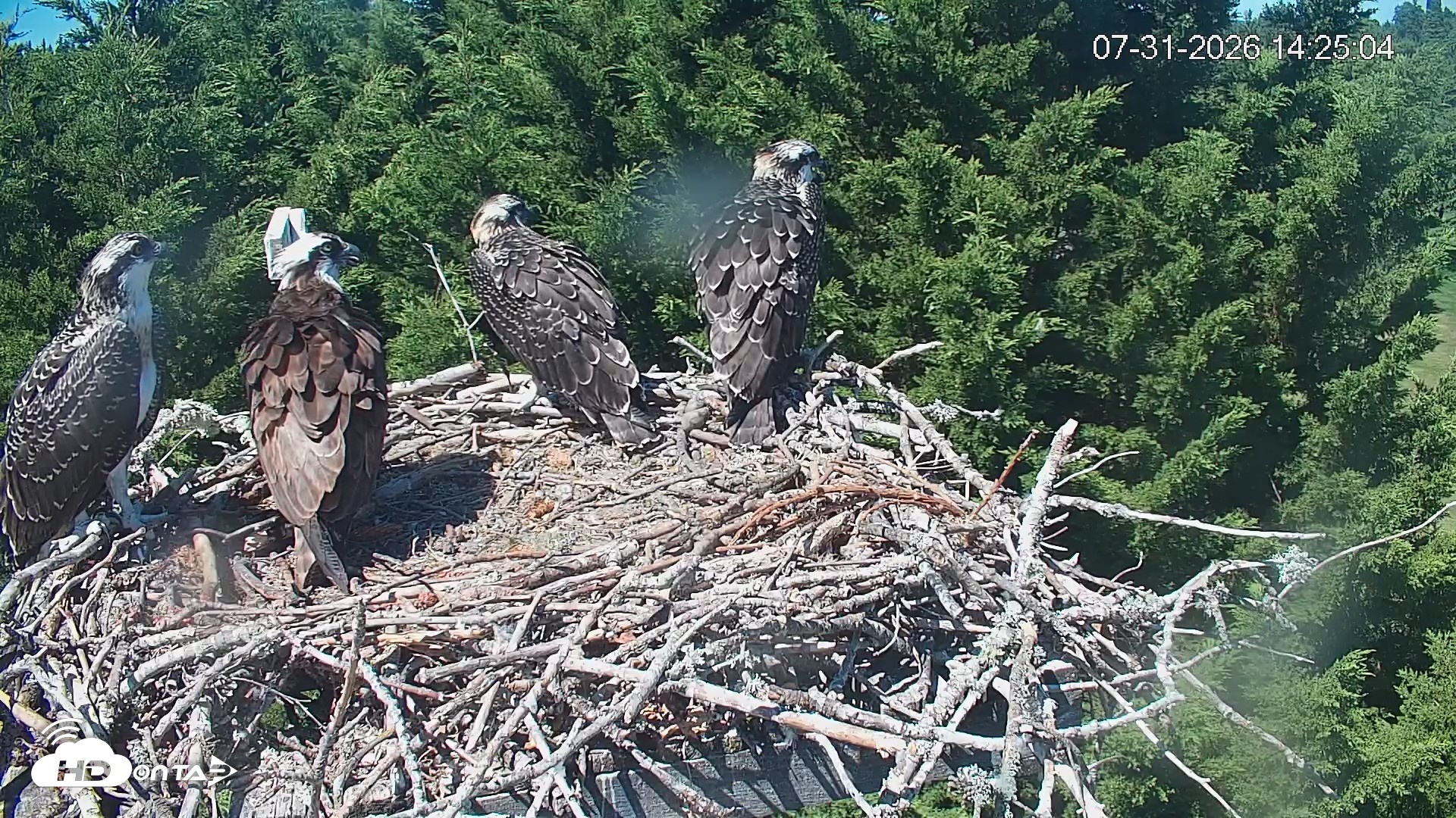 Snapshot of Medina Washington Live Osprey Nest Webcam taken Jul 31, 2026, 2:26pm PDT