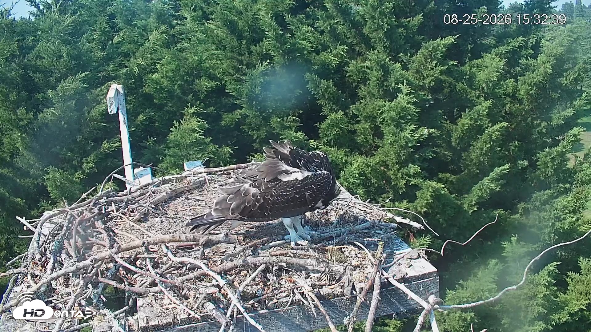 Snapshot of Medina Washington Live Osprey Nest Webcam taken Aug 25, 2026, 3:33pm PDT