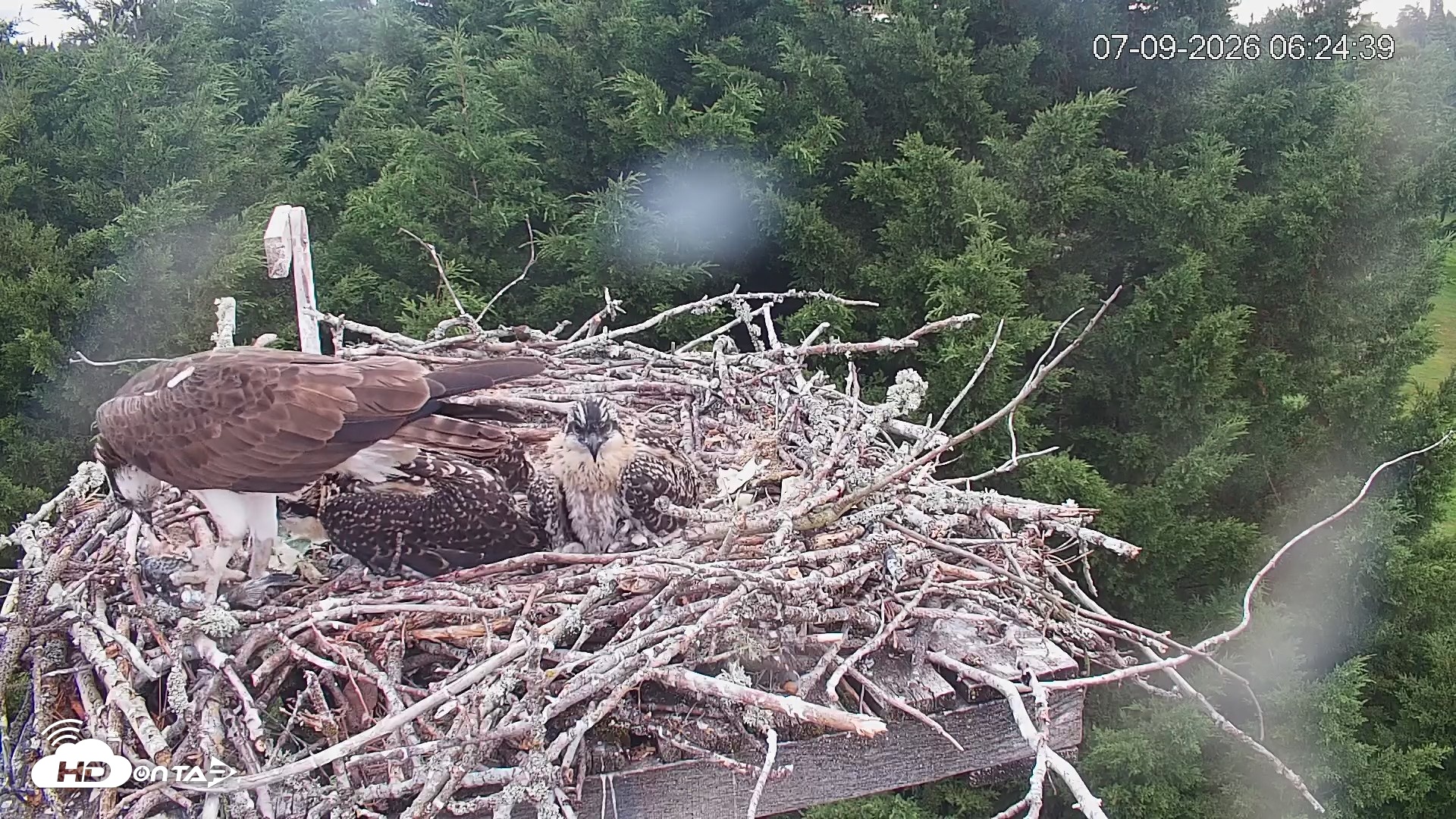 Snapshot of Medina Washington Live Osprey Nest Webcam taken Jul 9, 2026, 6:25am PDT