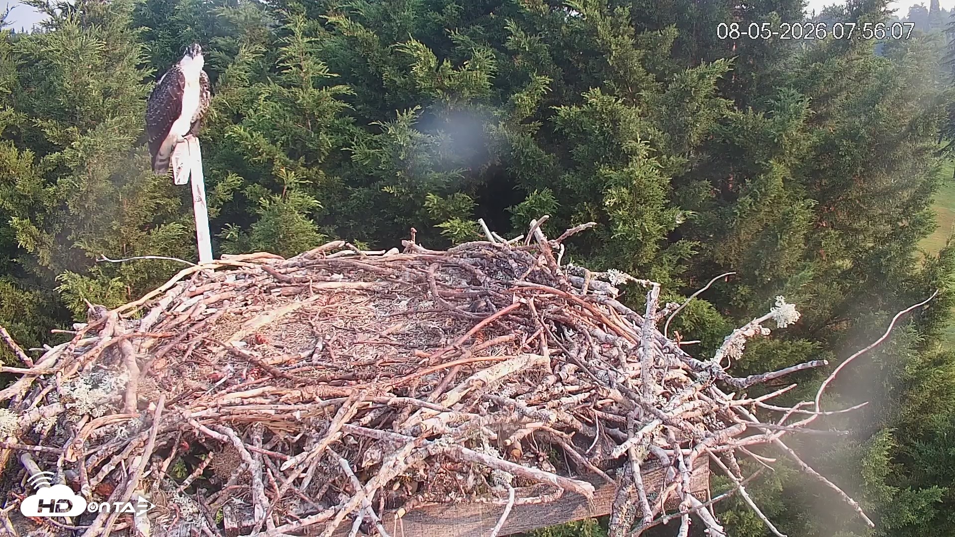 Snapshot of Medina Washington Live Osprey Nest Webcam taken Aug 5, 2026, 7:56am PDT