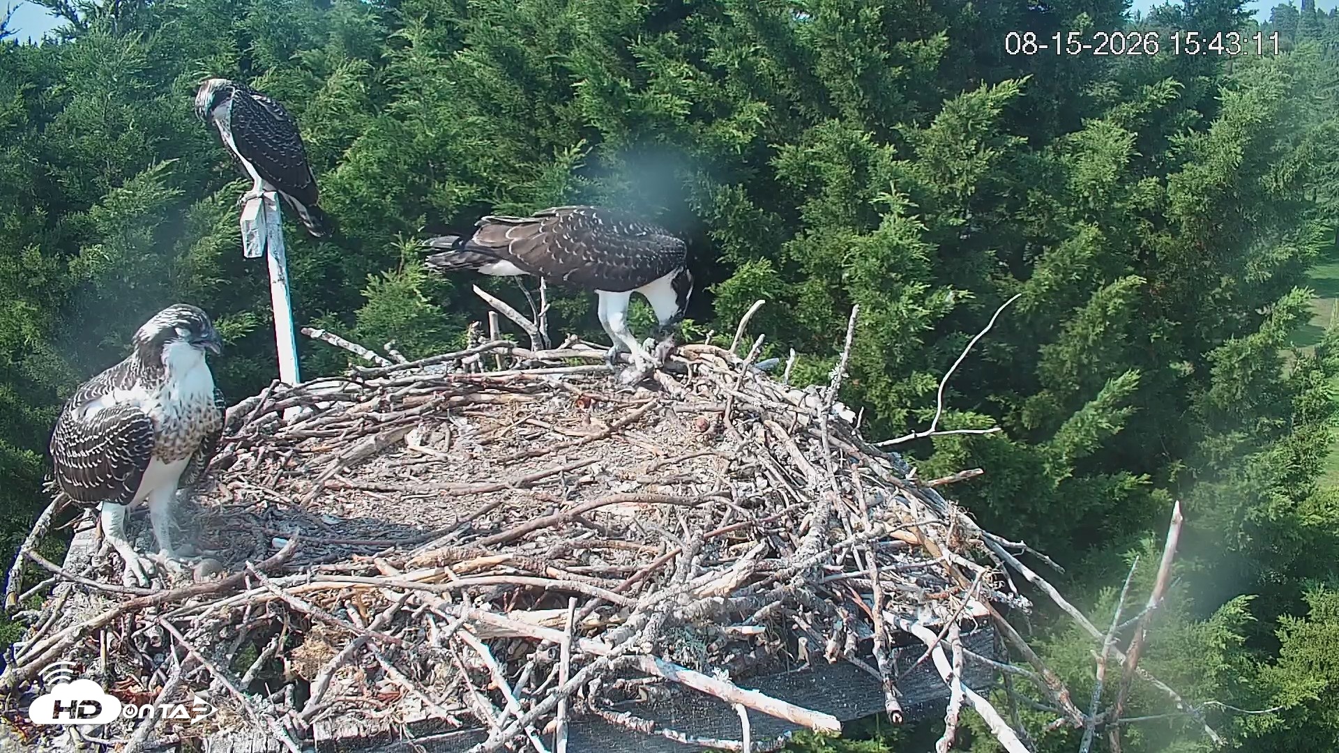 Snapshot of Medina Washington Live Osprey Nest Webcam taken Aug 15, 2026, 3:43pm PDT