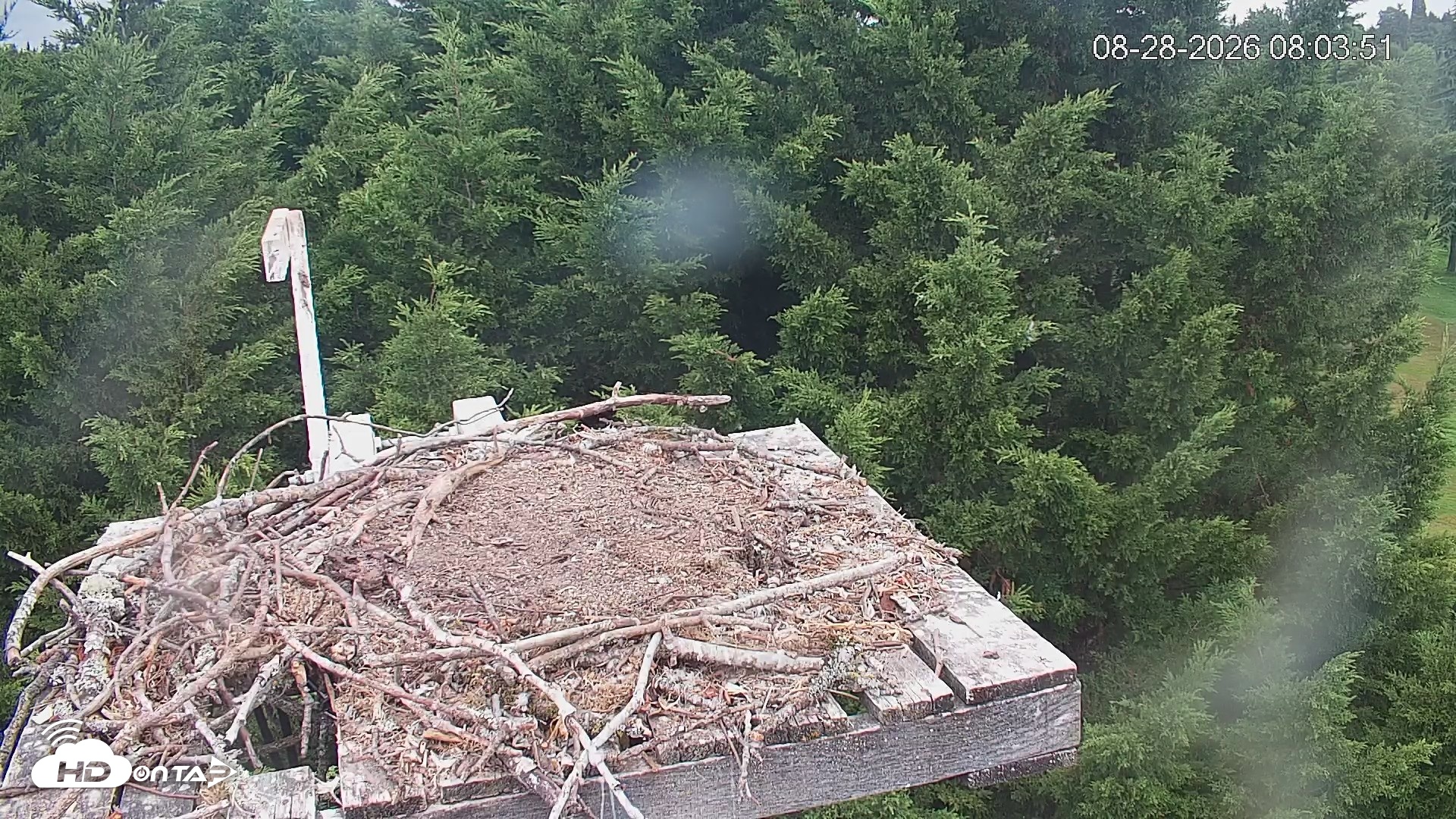 Snapshot of Medina Washington Live Osprey Nest Webcam taken Aug 28, 2026, 8:04am PDT