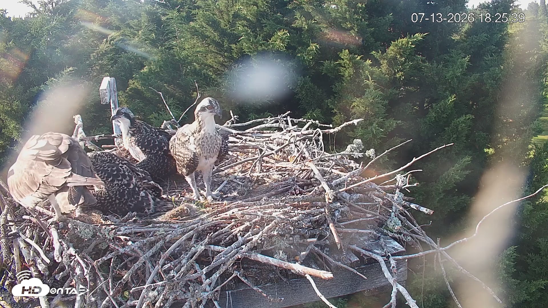 Snapshot of Medina Washington Live Osprey Nest Webcam taken Jul 13, 2026, 6:26pm PDT