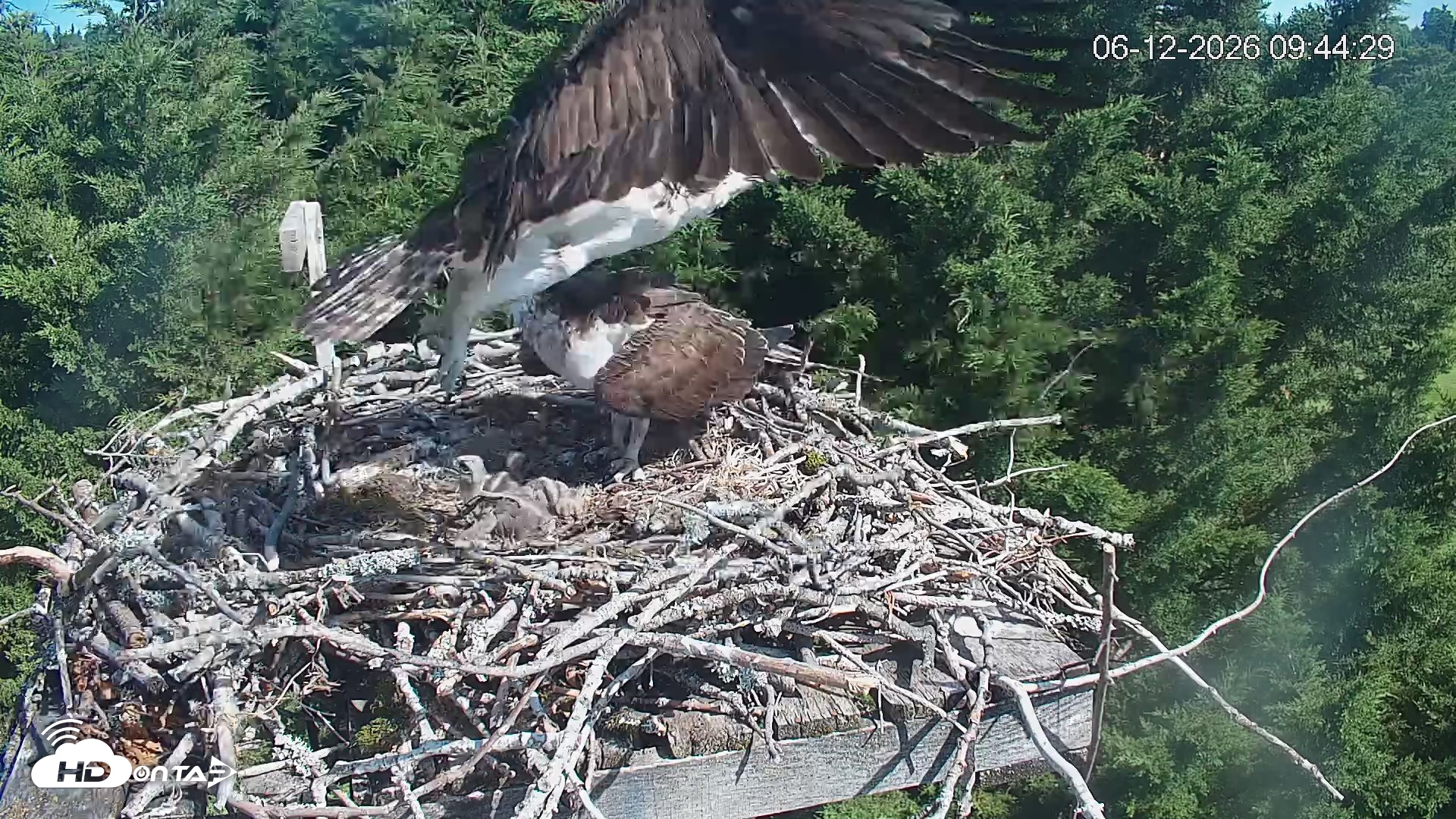 Snapshot of Medina Washington Live Osprey Nest Webcam taken Jun 12, 2026, 9:45am PDT