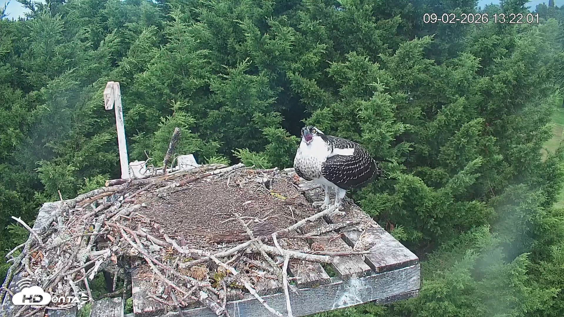 Snapshot of Medina Washington Live Osprey Nest Webcam taken Sep 2, 2026, 1:22pm PDT