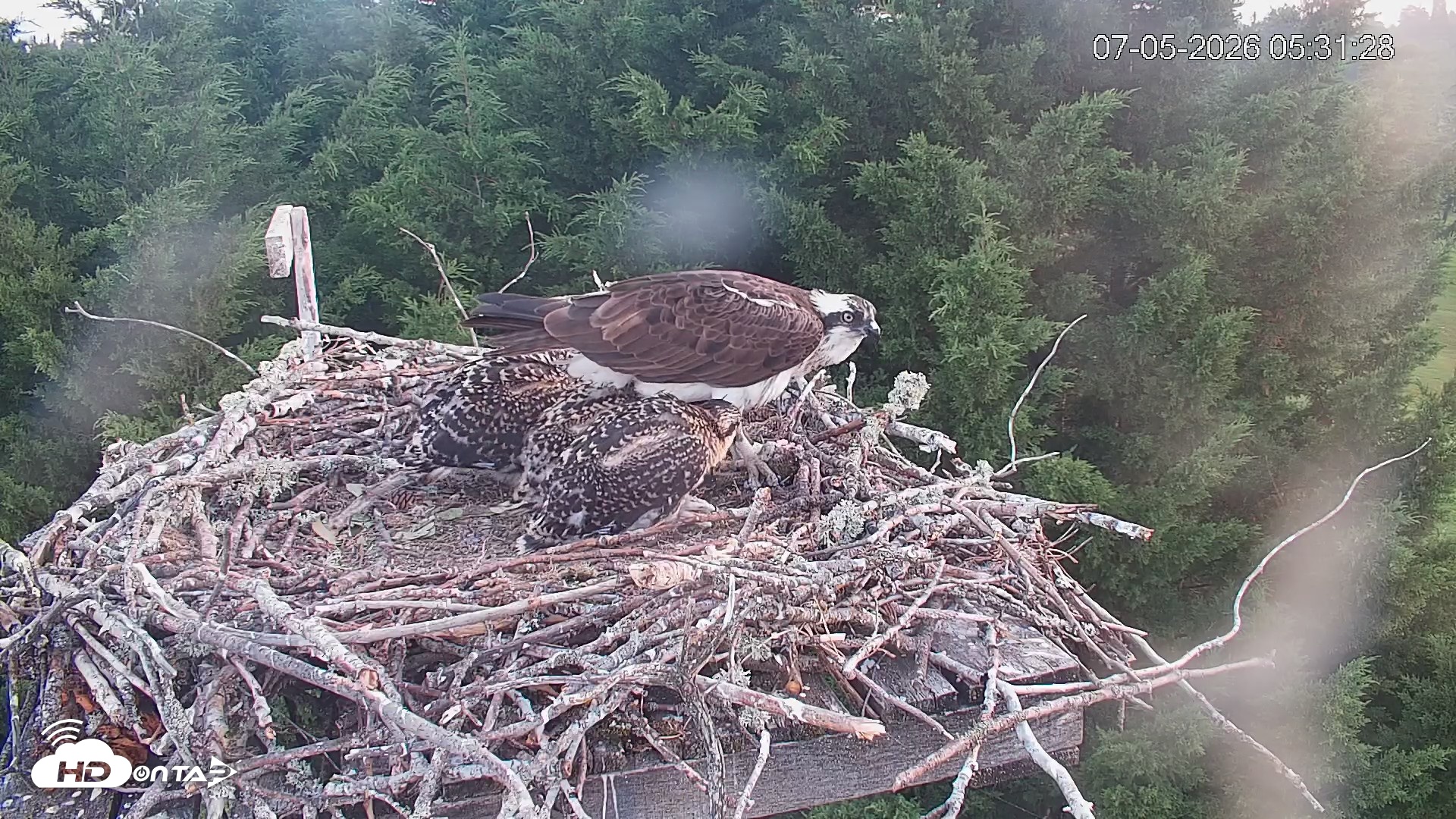 Snapshot of Medina Washington Live Osprey Nest Webcam taken Jul 5, 2026, 5:32am PDT