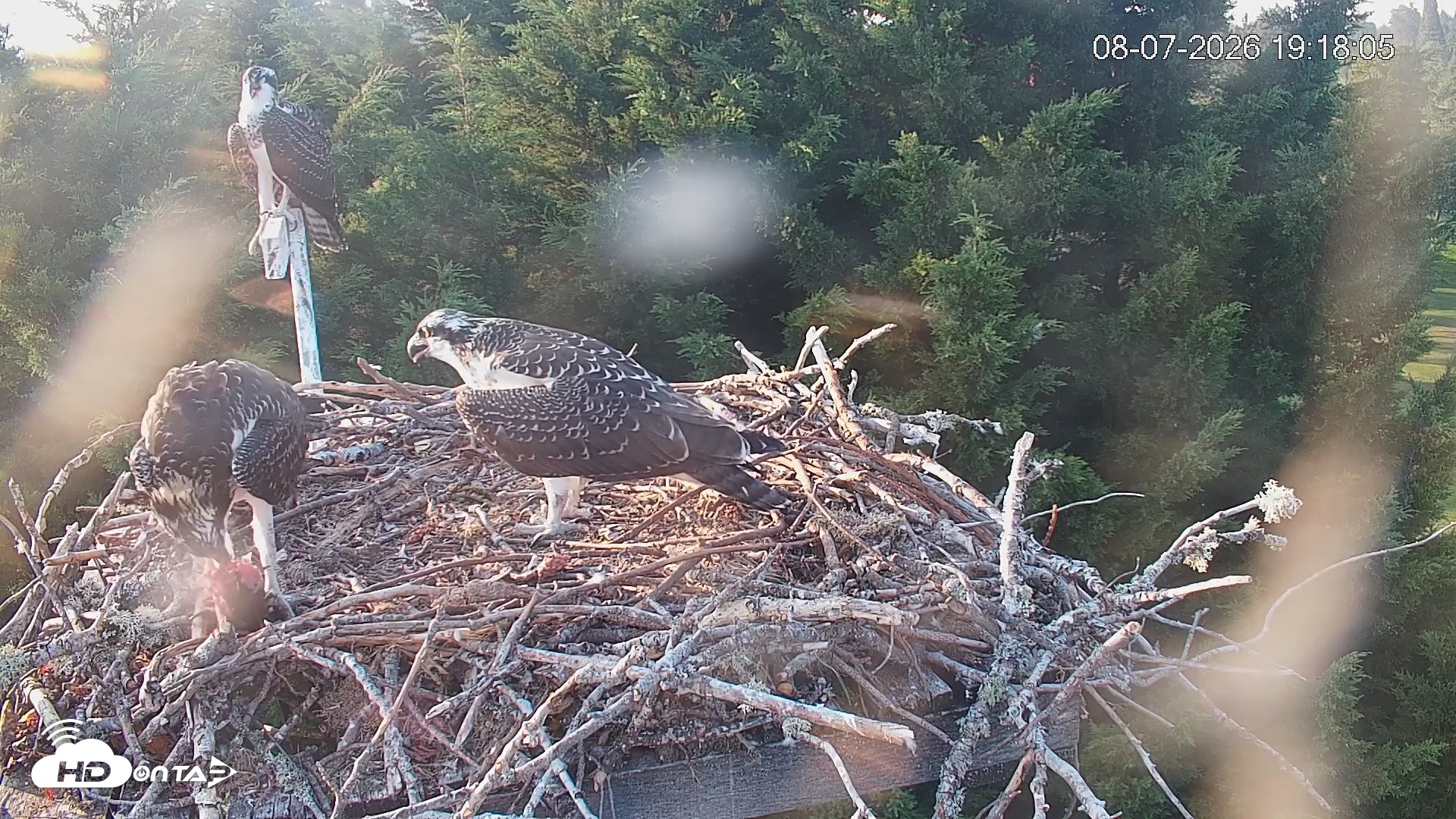 Snapshot of Medina Washington Live Osprey Nest Webcam taken Aug 7, 2026, 7:18pm PDT