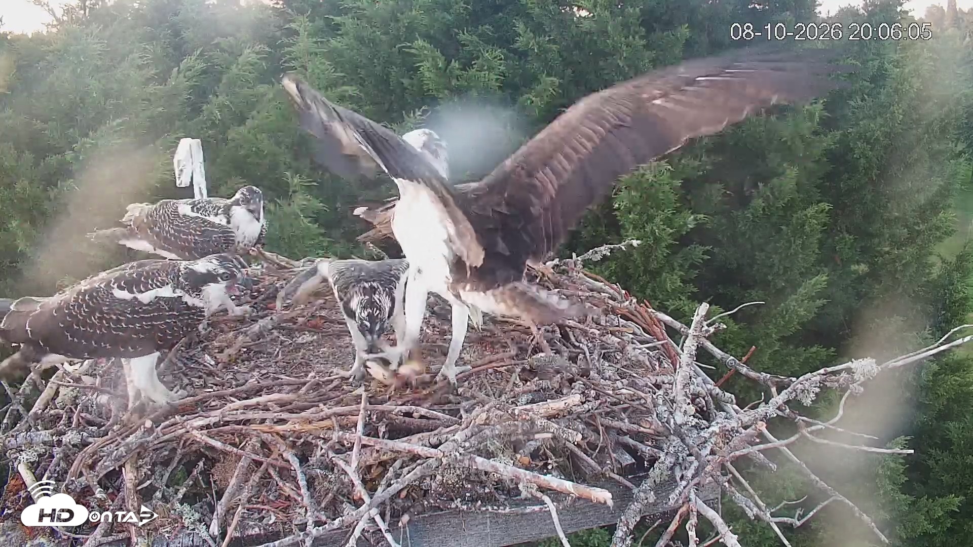 Snapshot of Medina Washington Live Osprey Nest Webcam taken Aug 10, 2026, 8:06pm PDT