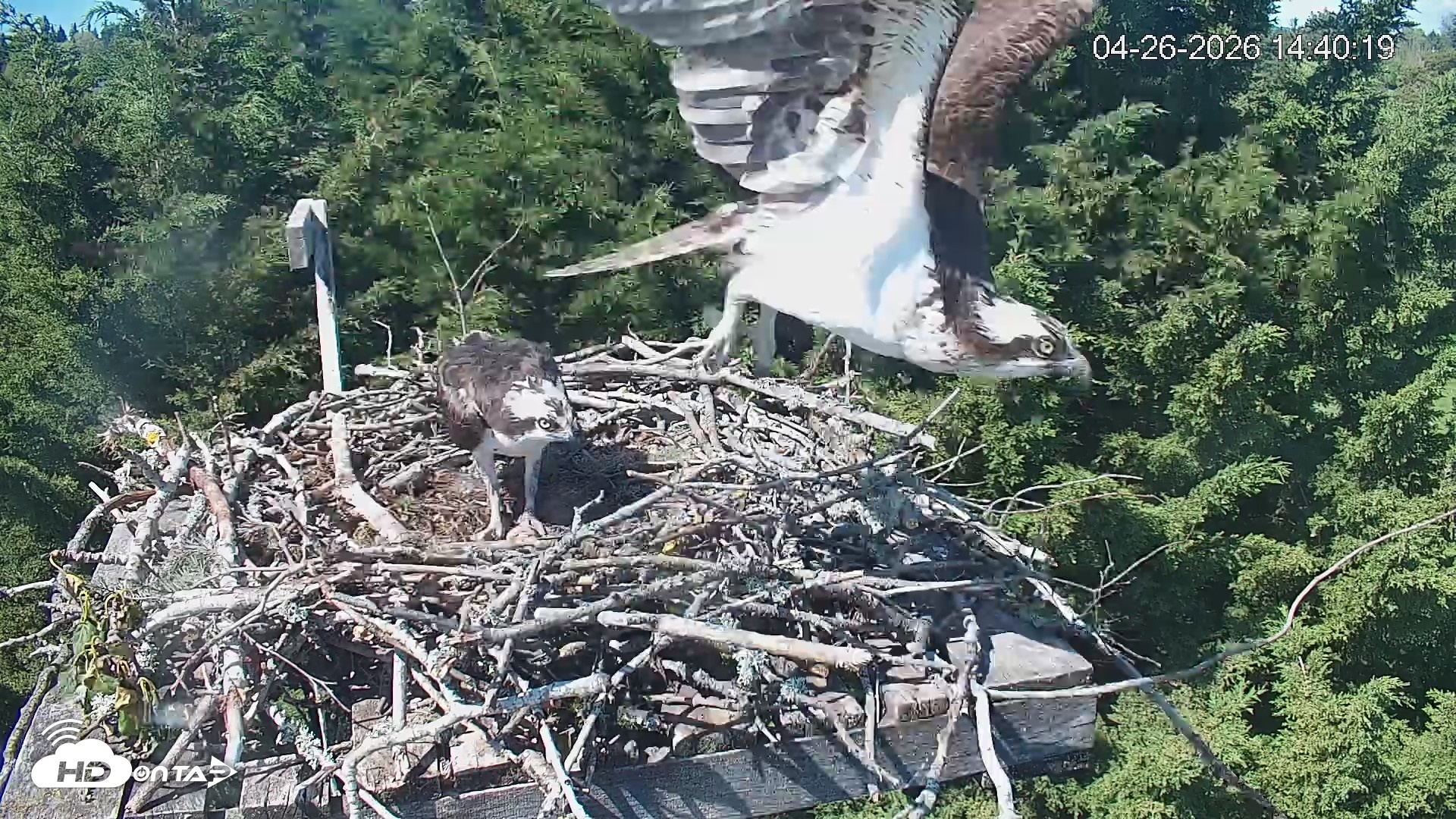 Snapshot of Medina Washington Live Osprey Nest Webcam taken Apr 26, 2026, 2:41pm PDT