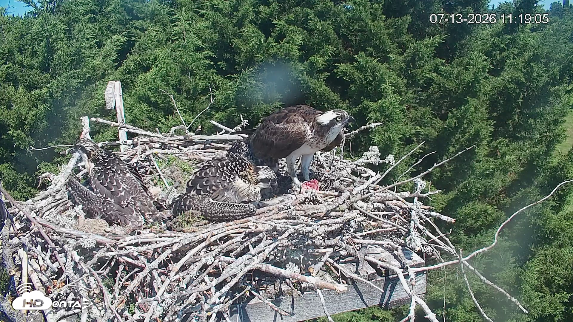 Snapshot of Medina Washington Live Osprey Nest Webcam taken Jul 13, 2026, 11:19am PDT