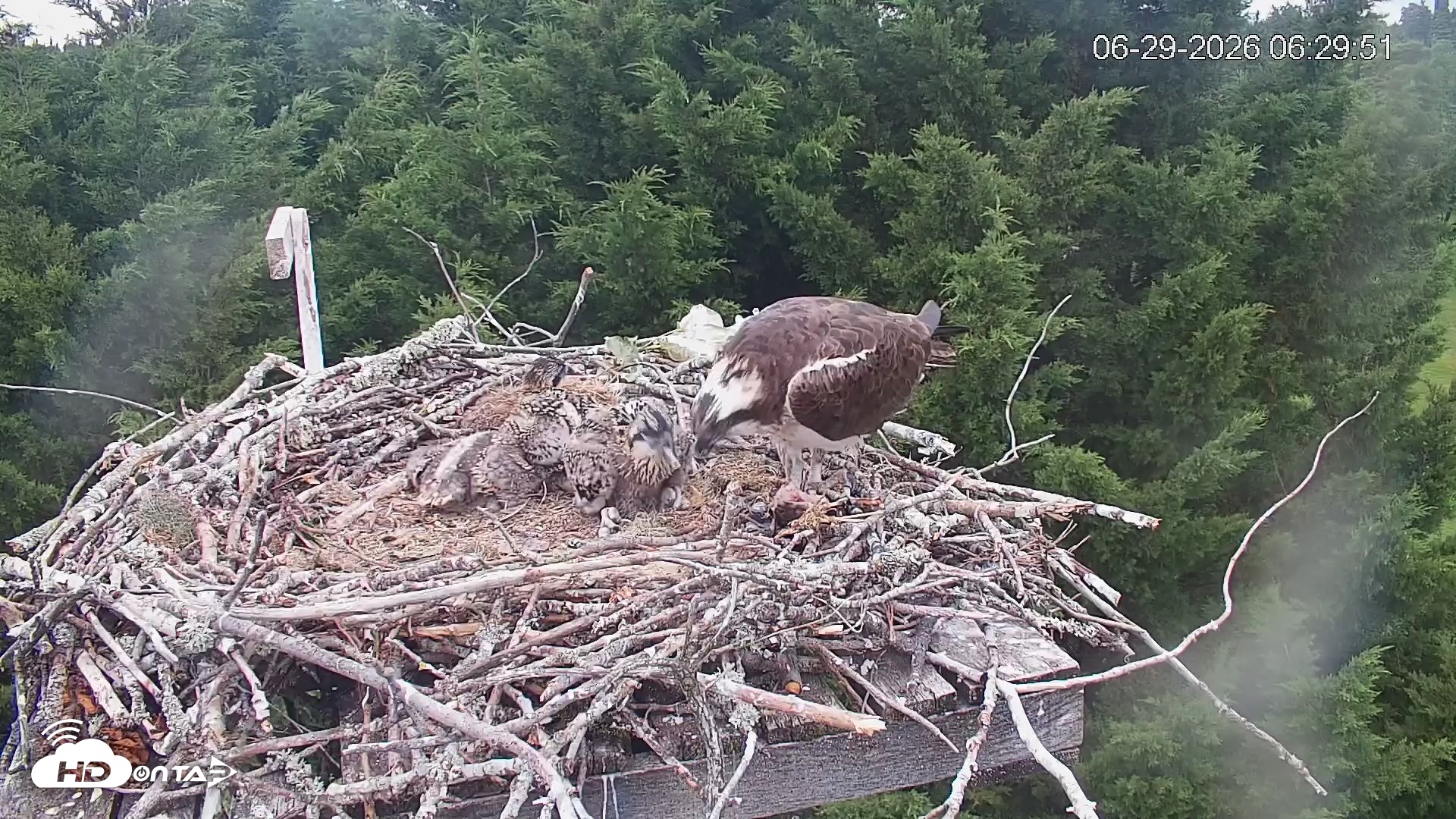 Snapshot of Medina Washington Live Osprey Nest Webcam taken Jun 29, 2026, 6:30am PDT