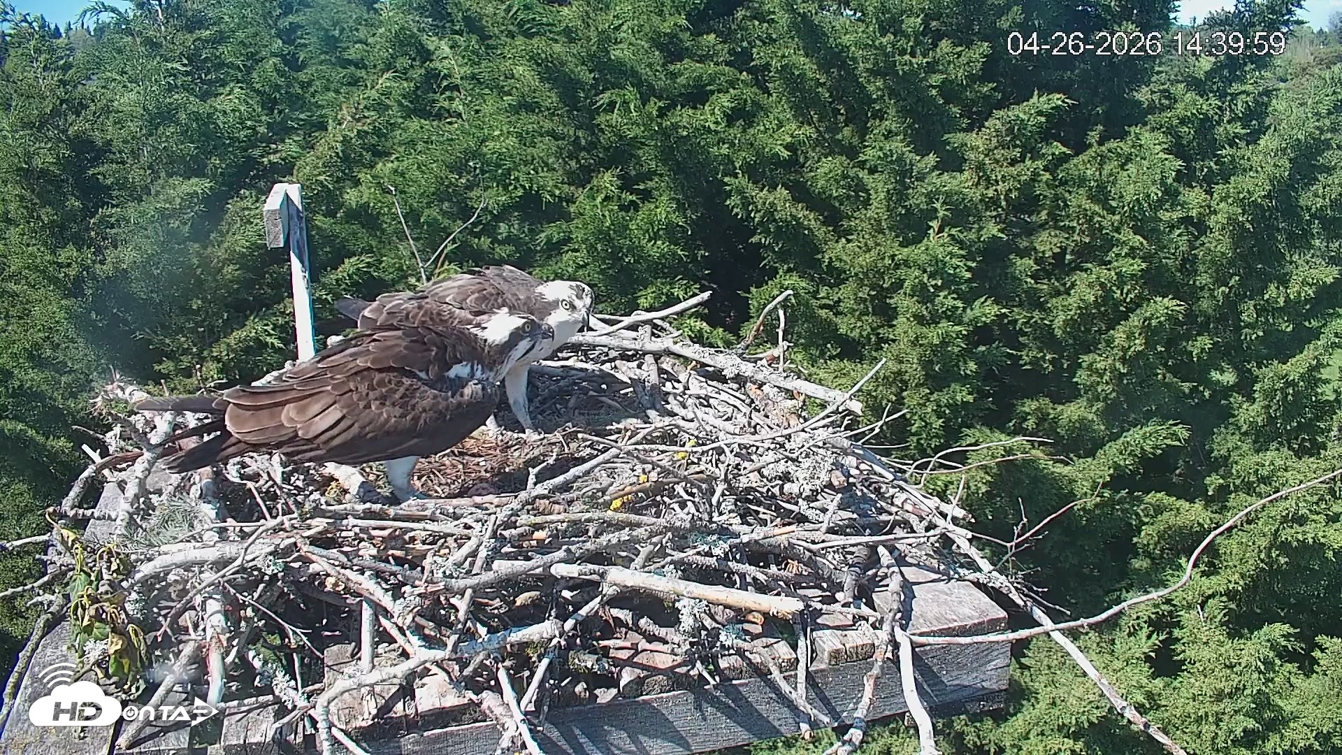 Snapshot of Medina Washington Live Osprey Nest Webcam taken Apr 26, 2026, 2:40pm PDT