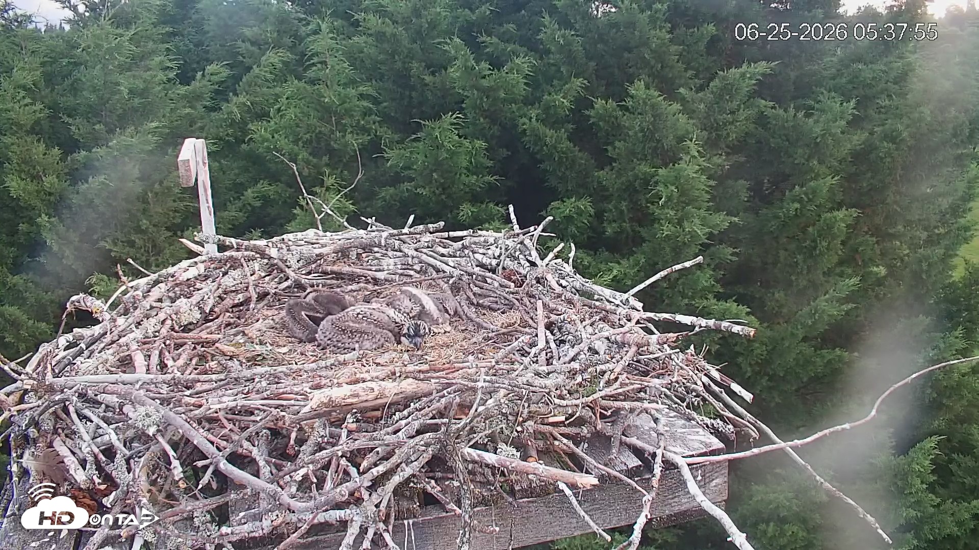 Snapshot of Medina Washington Live Osprey Nest Webcam taken Jun 25, 2026, 5:38am PDT