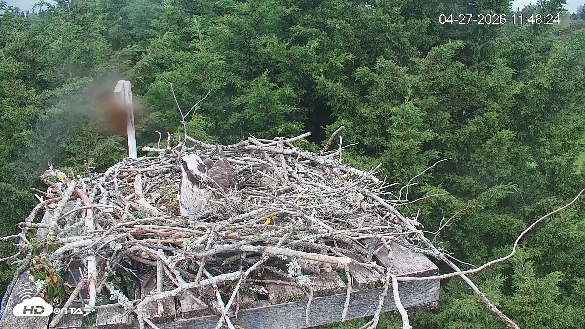 Snapshot of Medina Washington Live Osprey Nest Webcam taken Apr 27, 2026, 11:49am PDT
