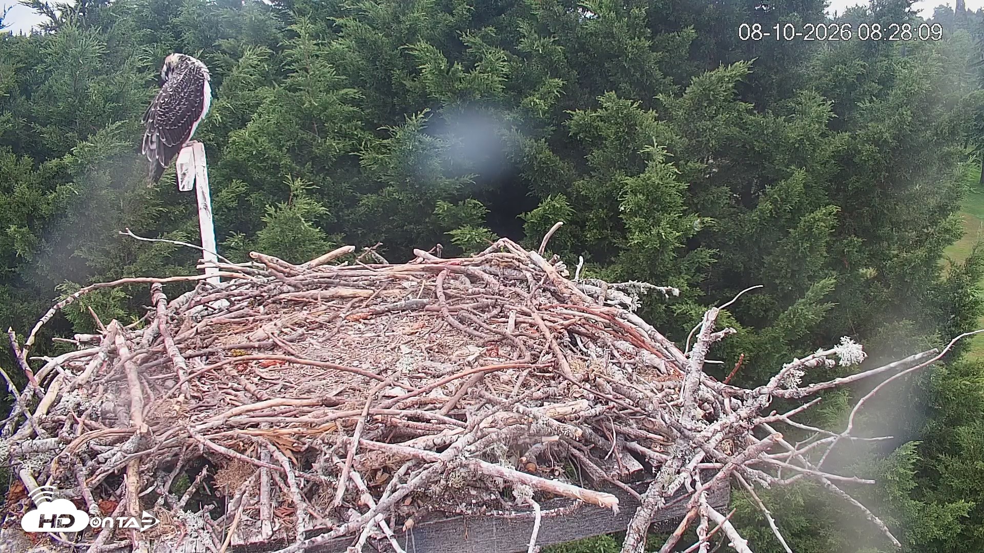 Snapshot of Medina Washington Live Osprey Nest Webcam taken Aug 10, 2026, 8:29am PDT