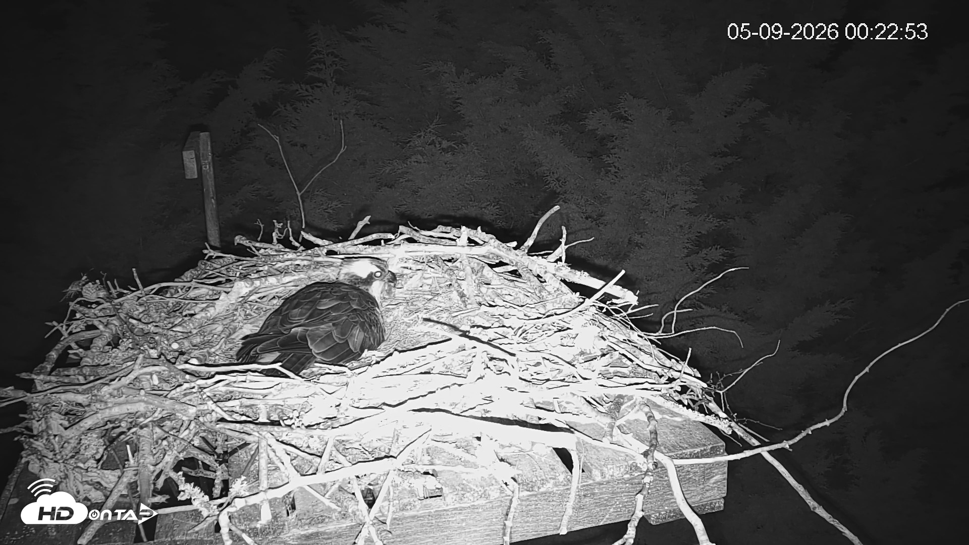 Snapshot of Medina Washington Live Osprey Nest Webcam taken May 9, 2026, 12:23am PDT