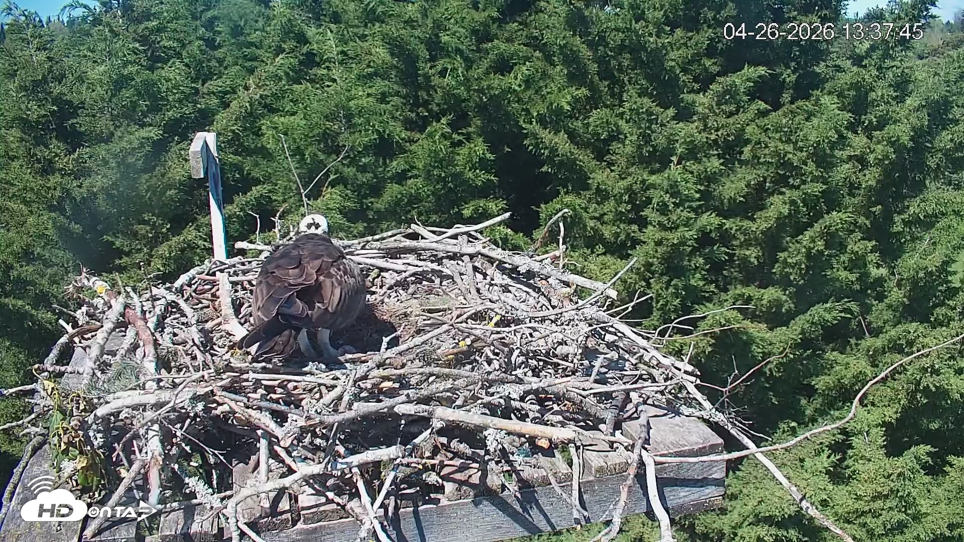 Snapshot of Medina Washington Live Osprey Nest Webcam taken Apr 26, 2026, 1:38pm PDT