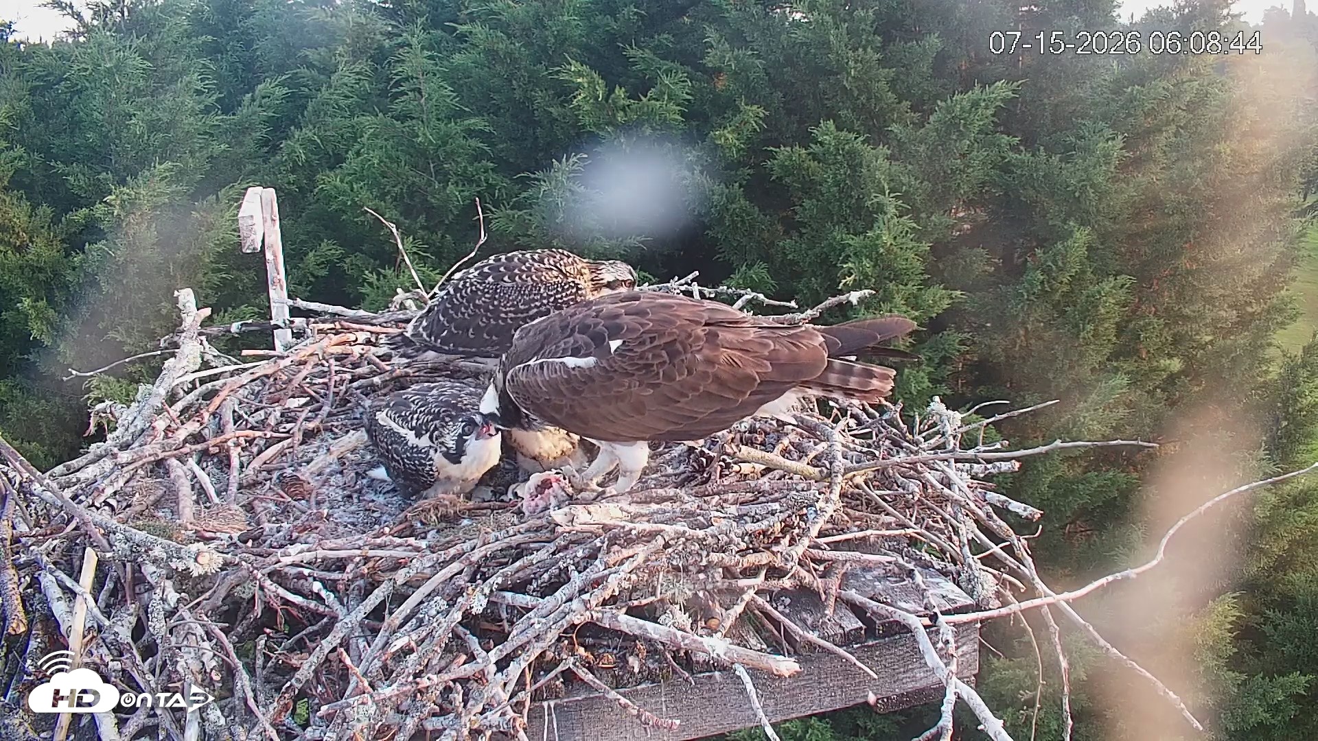 Snapshot of Medina Washington Live Osprey Nest Webcam taken Jul 15, 2026, 6:09am PDT