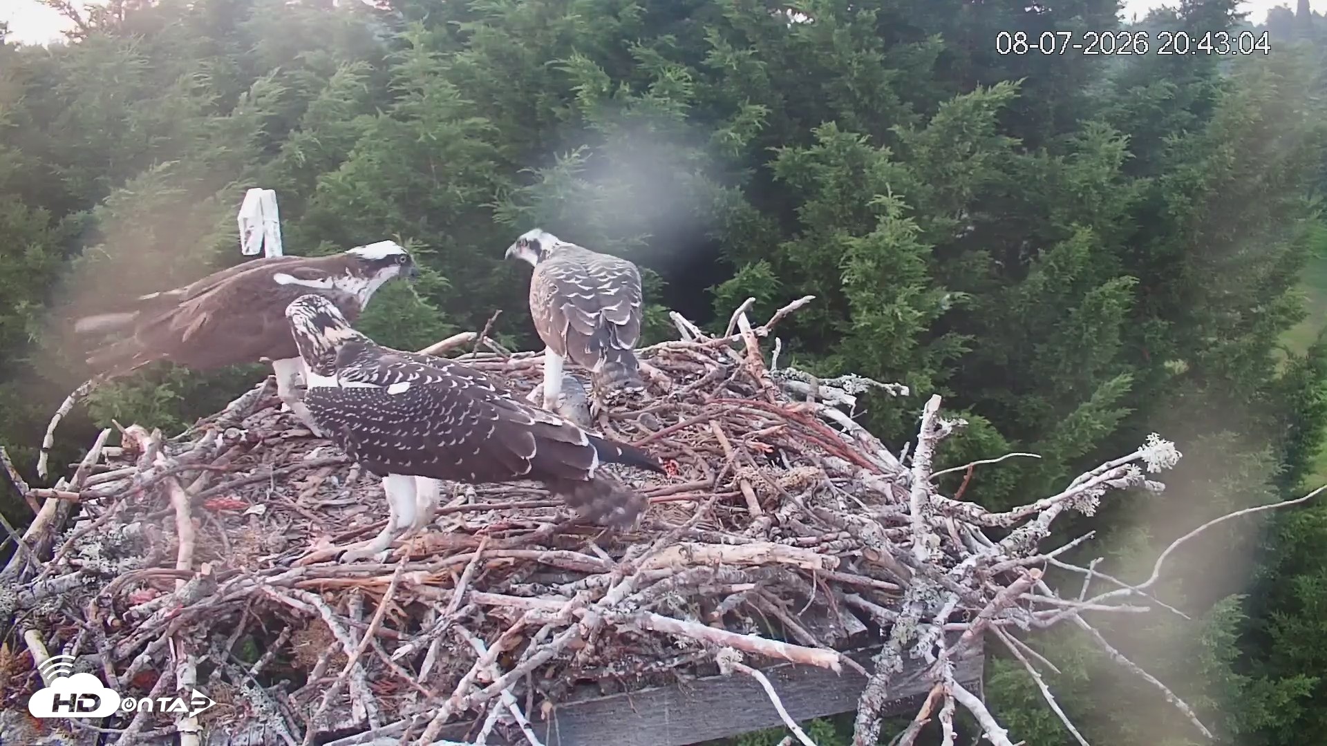 Snapshot of Medina Washington Live Osprey Nest Webcam taken Aug 7, 2026, 8:43pm PDT