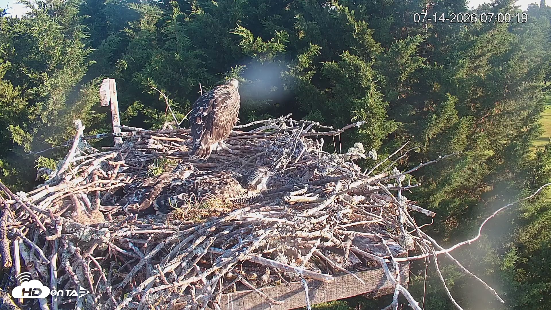 Snapshot of Medina Washington Live Osprey Nest Webcam taken Jul 14, 2026, 7:01am PDT
