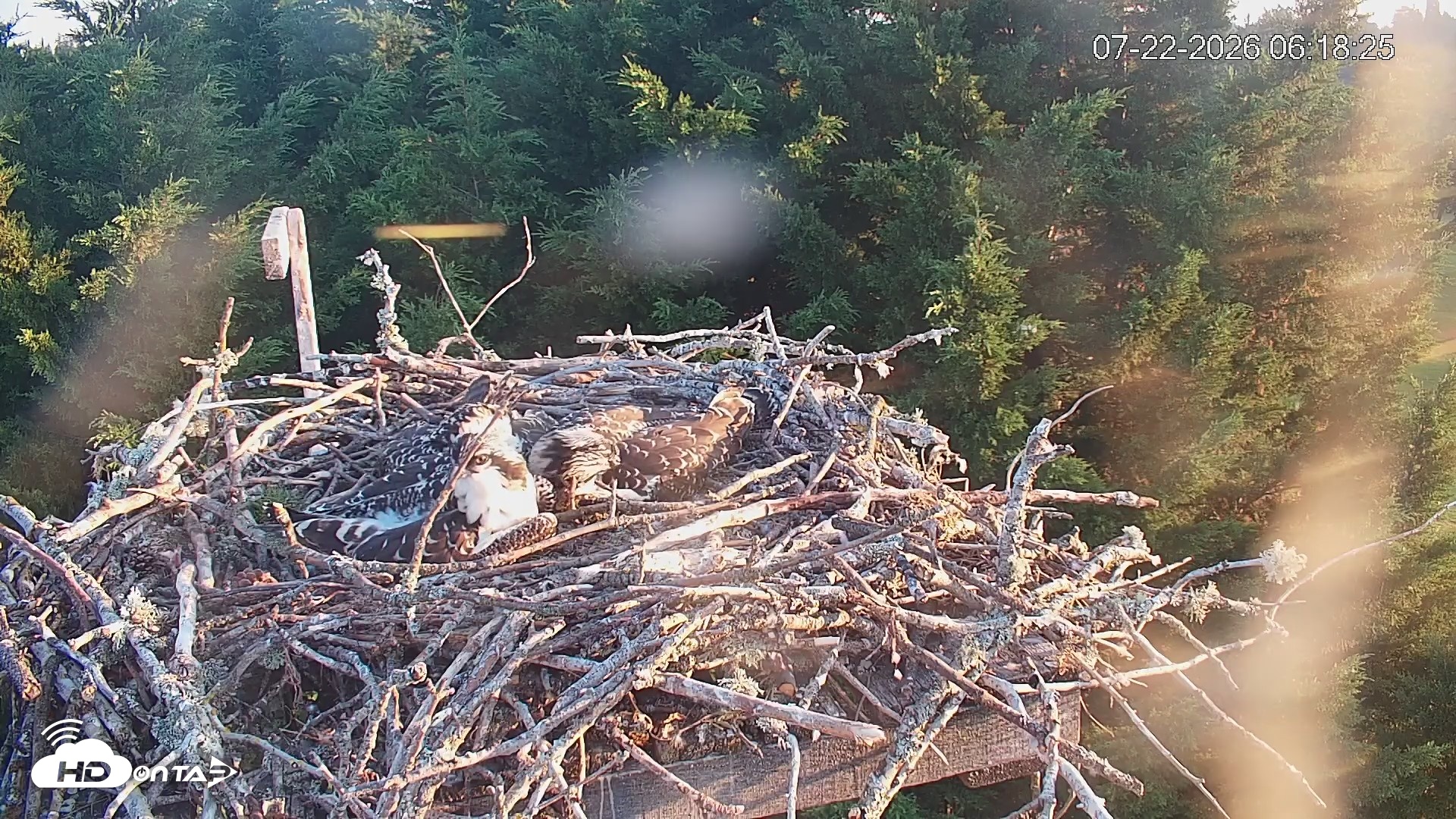 Snapshot of Medina Washington Live Osprey Nest Webcam taken Jul 22, 2026, 6:19am PDT