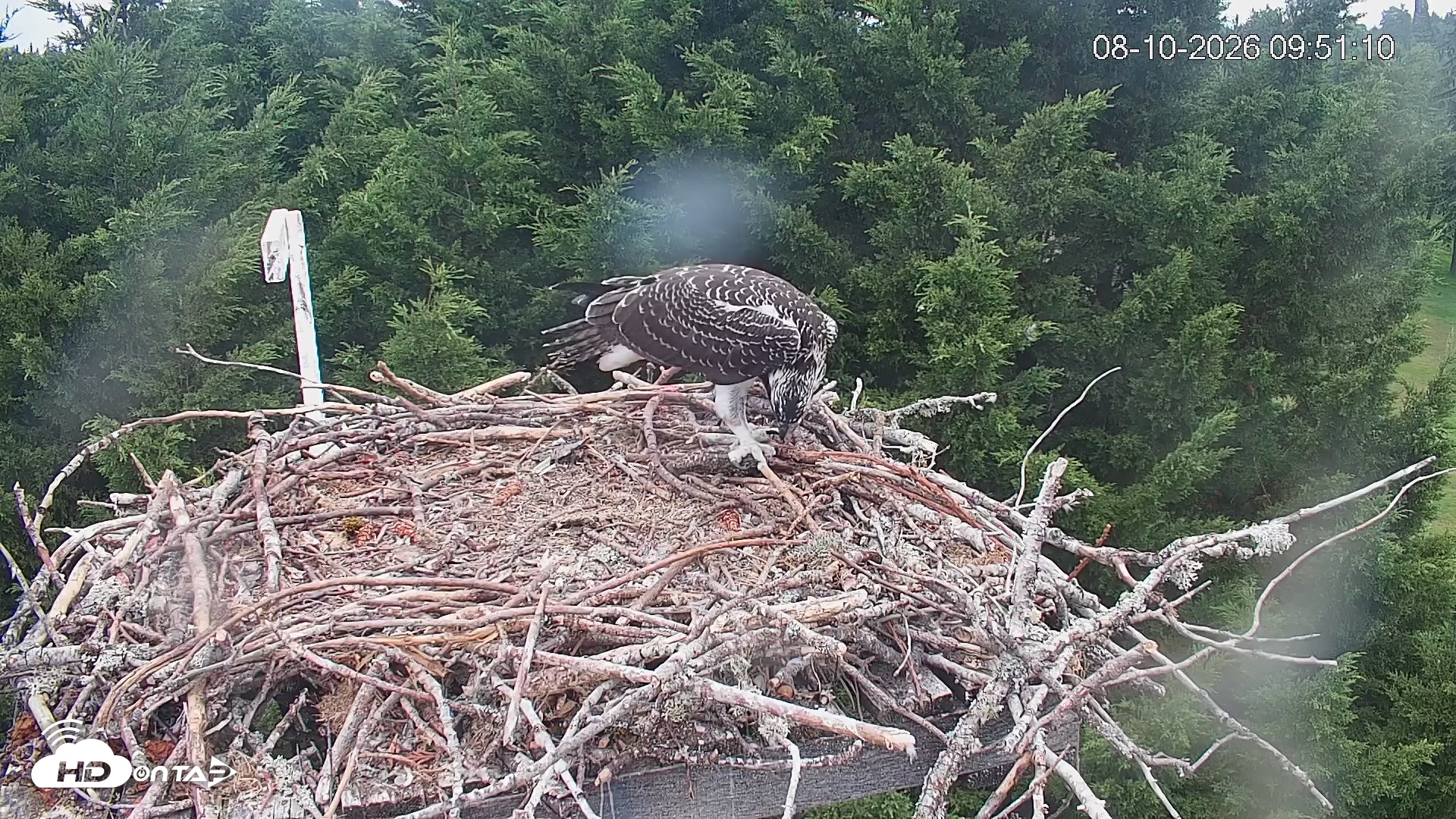 Snapshot of Medina Washington Live Osprey Nest Webcam taken Aug 10, 2026, 9:51am PDT