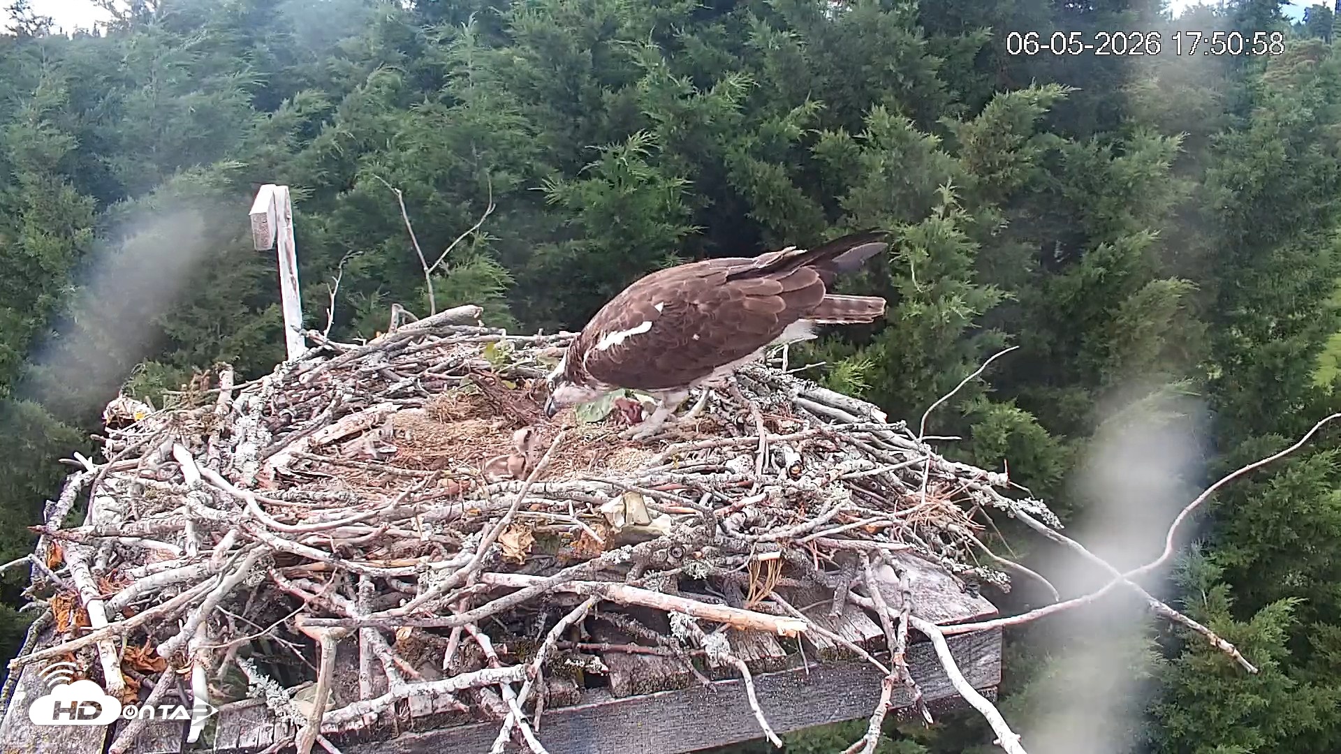 Snapshot of Medina Washington Live Osprey Nest Webcam taken Jun 5, 2026, 5:52pm PDT