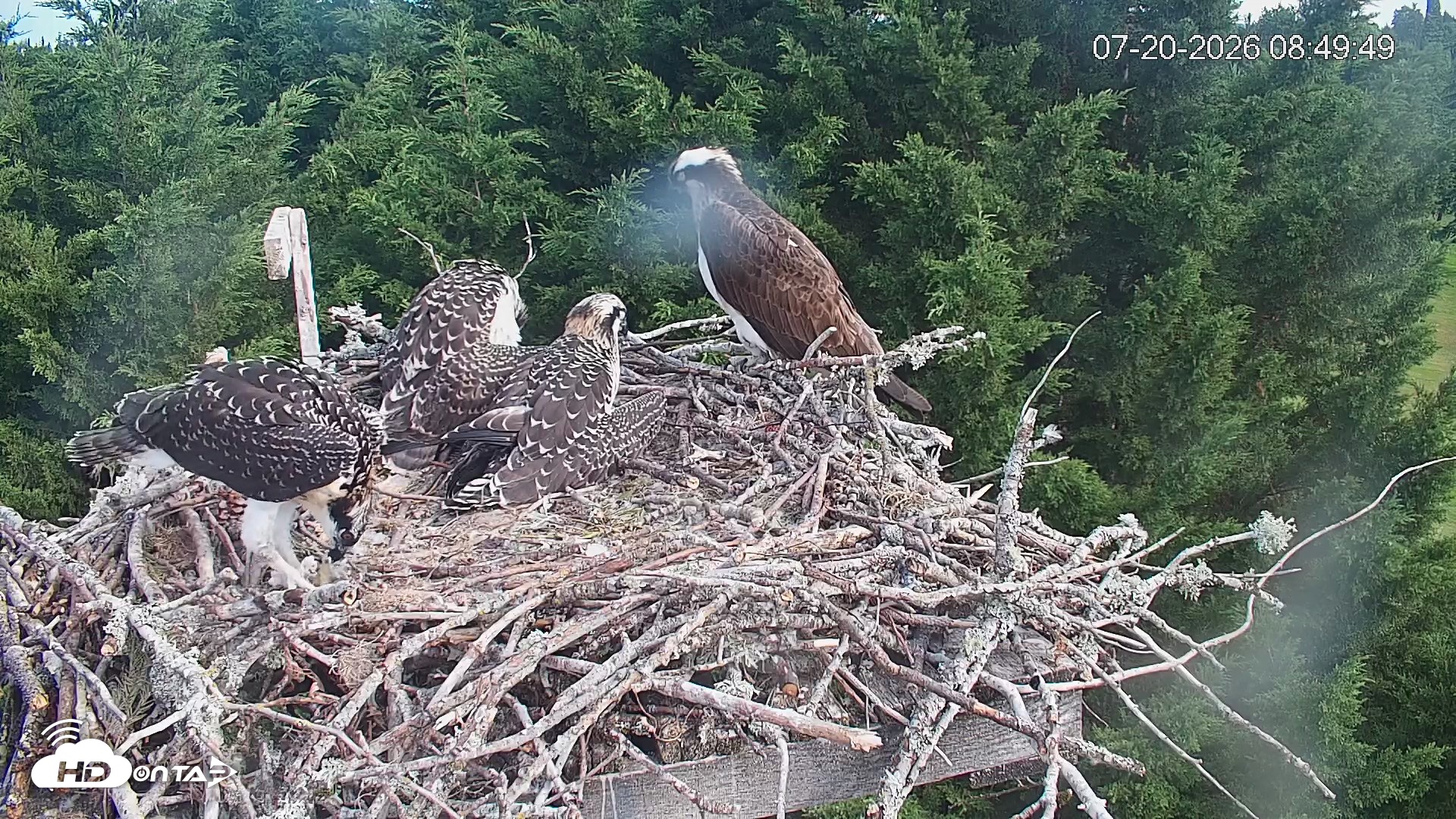 Snapshot of Medina Washington Live Osprey Nest Webcam taken Jul 20, 2026, 8:51am PDT