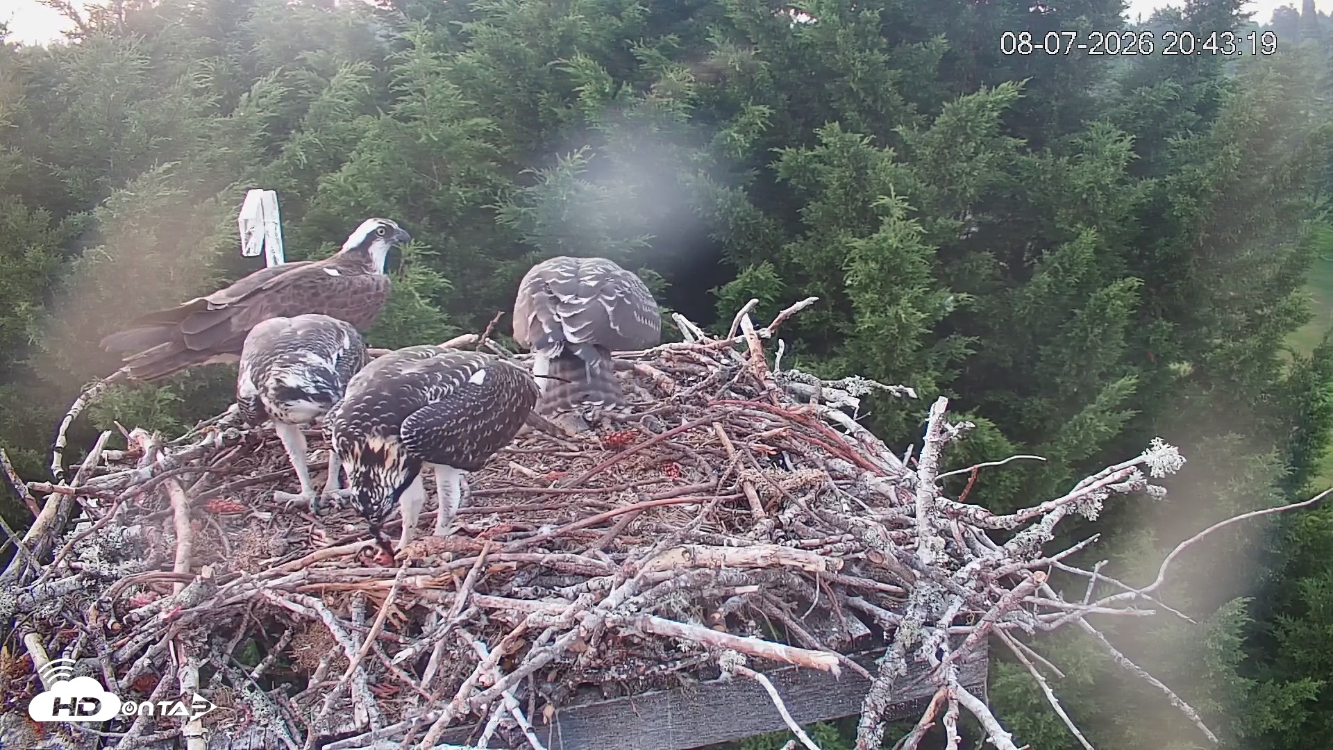 Snapshot of Medina Washington Live Osprey Nest Webcam taken Aug 7, 2026, 8:44pm PDT
