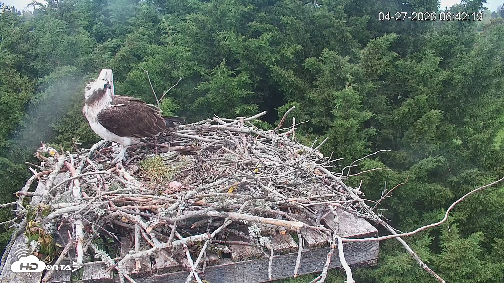 Snapshot of Medina Washington Live Osprey Nest Webcam taken Apr 27, 2026, 6:43am PDT