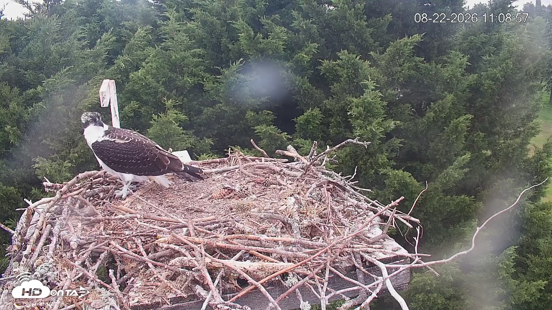 Snapshot of Medina Washington Live Osprey Nest Webcam taken Aug 22, 2026, 11:09am PDT