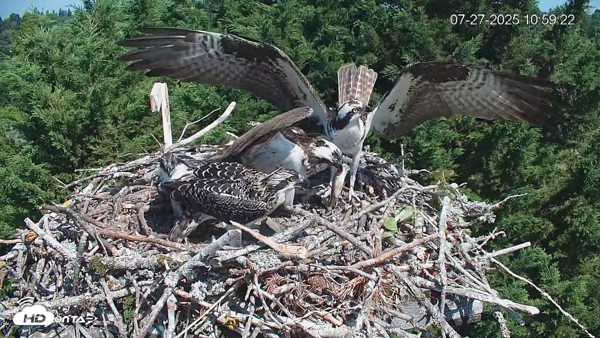 Snapshot of Medina Washington Live Osprey Nest Webcam taken Jul 27, 2025, 11:04am PDT