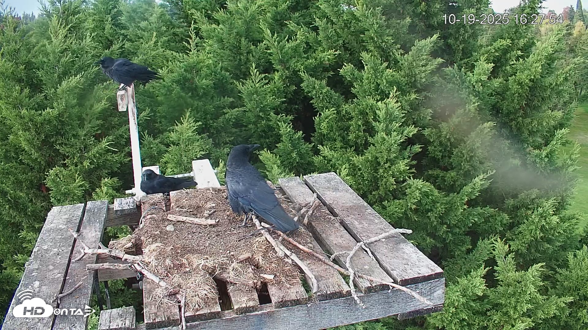 Snapshot of Medina Washington Live Osprey Nest Webcam taken Oct 19, 2025, 4:28pm PDT