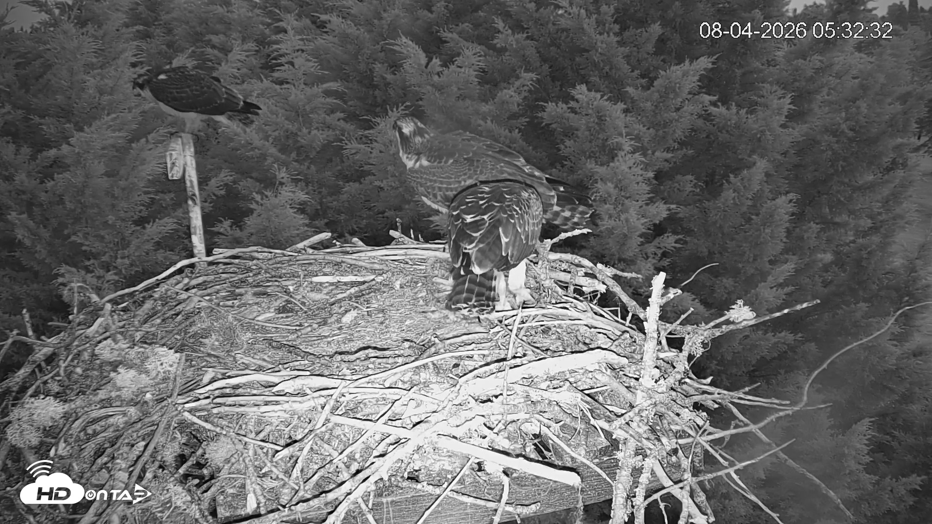 Snapshot of Medina Washington Live Osprey Nest Webcam taken Aug 4, 2026, 5:33am PDT