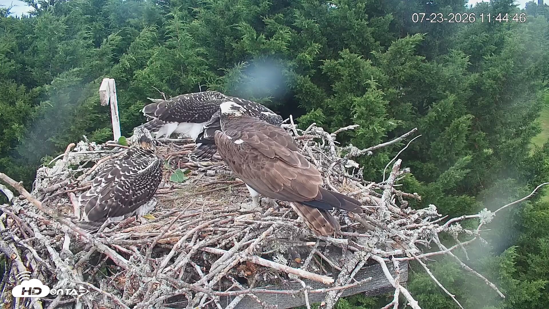 Snapshot of Medina Washington Live Osprey Nest Webcam taken Jul 23, 2026, 11:45am PDT