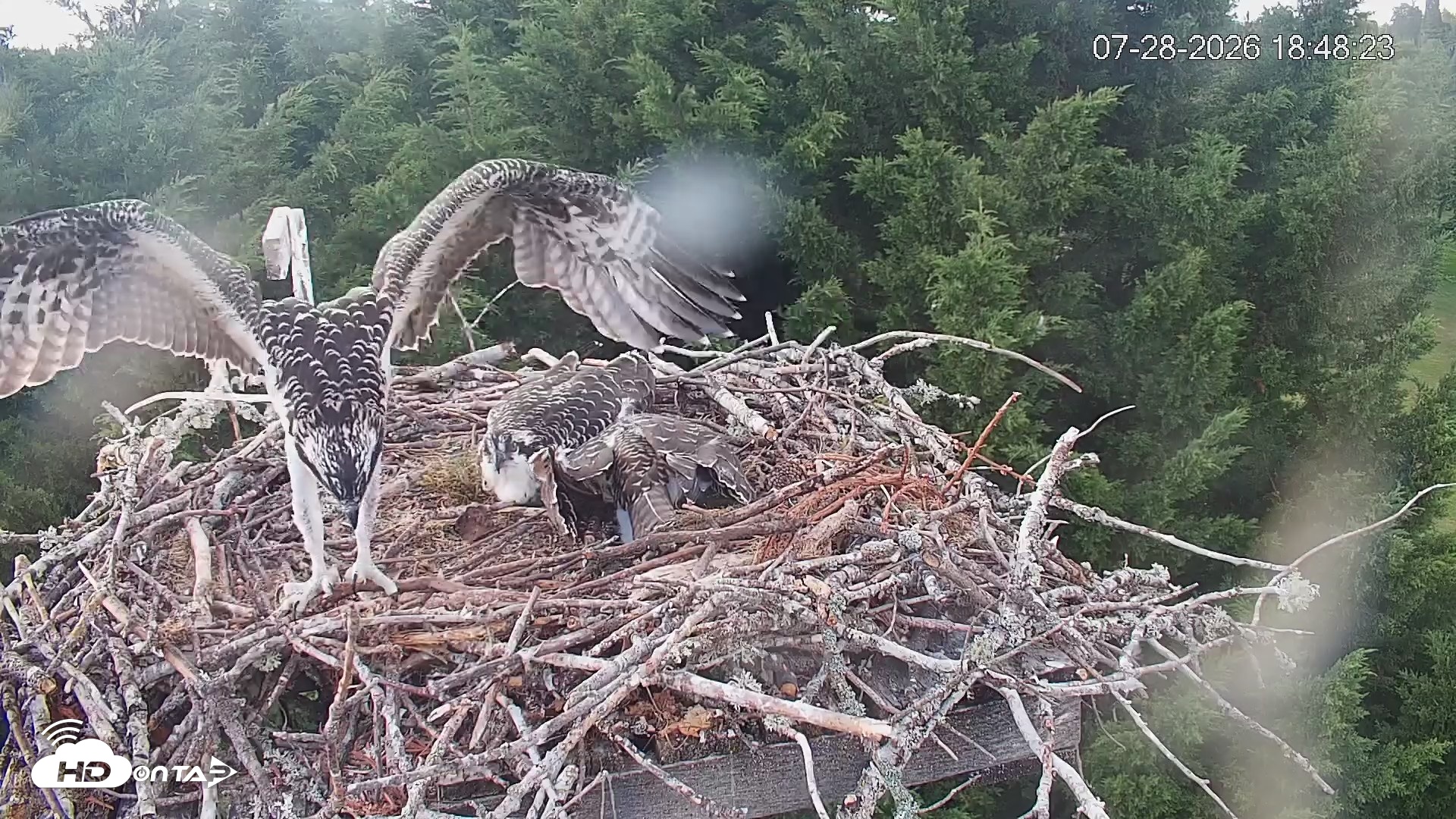 Snapshot of Medina Washington Live Osprey Nest Webcam taken Jul 28, 2026, 6:49pm PDT