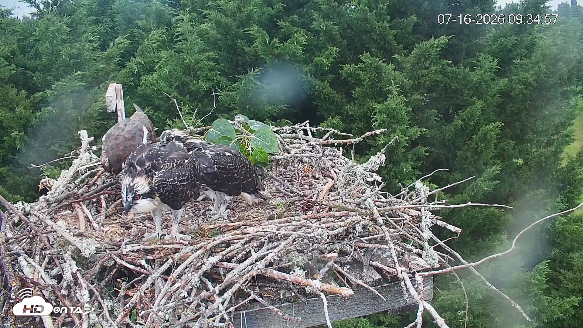 Snapshot of Medina Washington Live Osprey Nest Webcam taken Jul 16, 2026, 9:35am PDT
