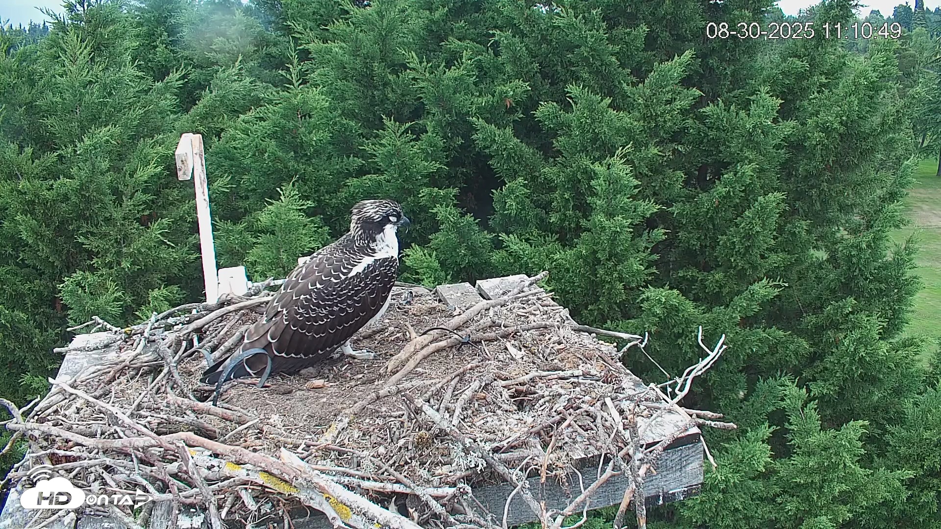 Snapshot of Medina Washington Live Osprey Nest Webcam taken Aug 30, 2025, 11:11am PDT