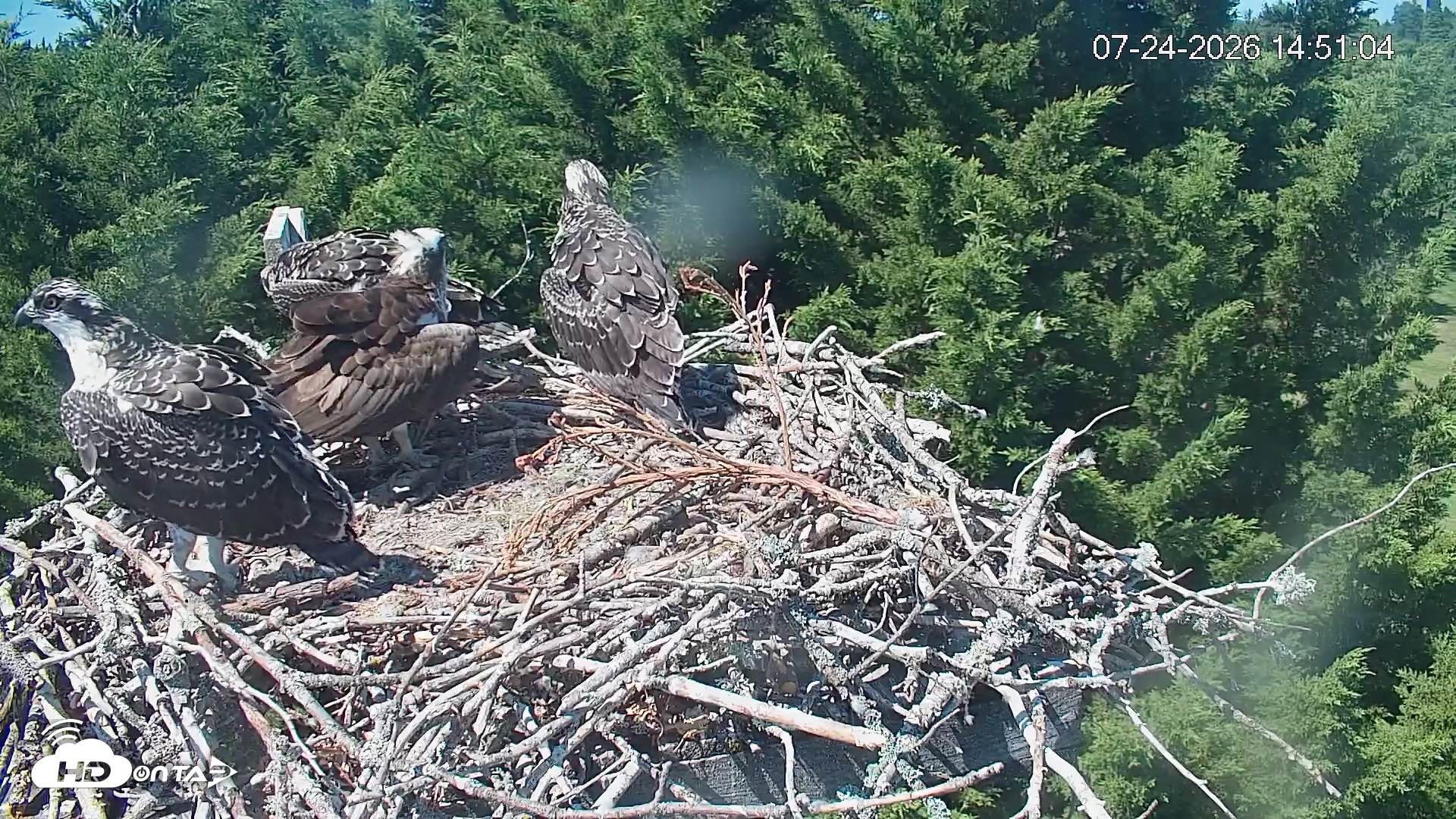 Snapshot of Medina Washington Live Osprey Nest Webcam taken Jul 24, 2026, 2:51pm PDT