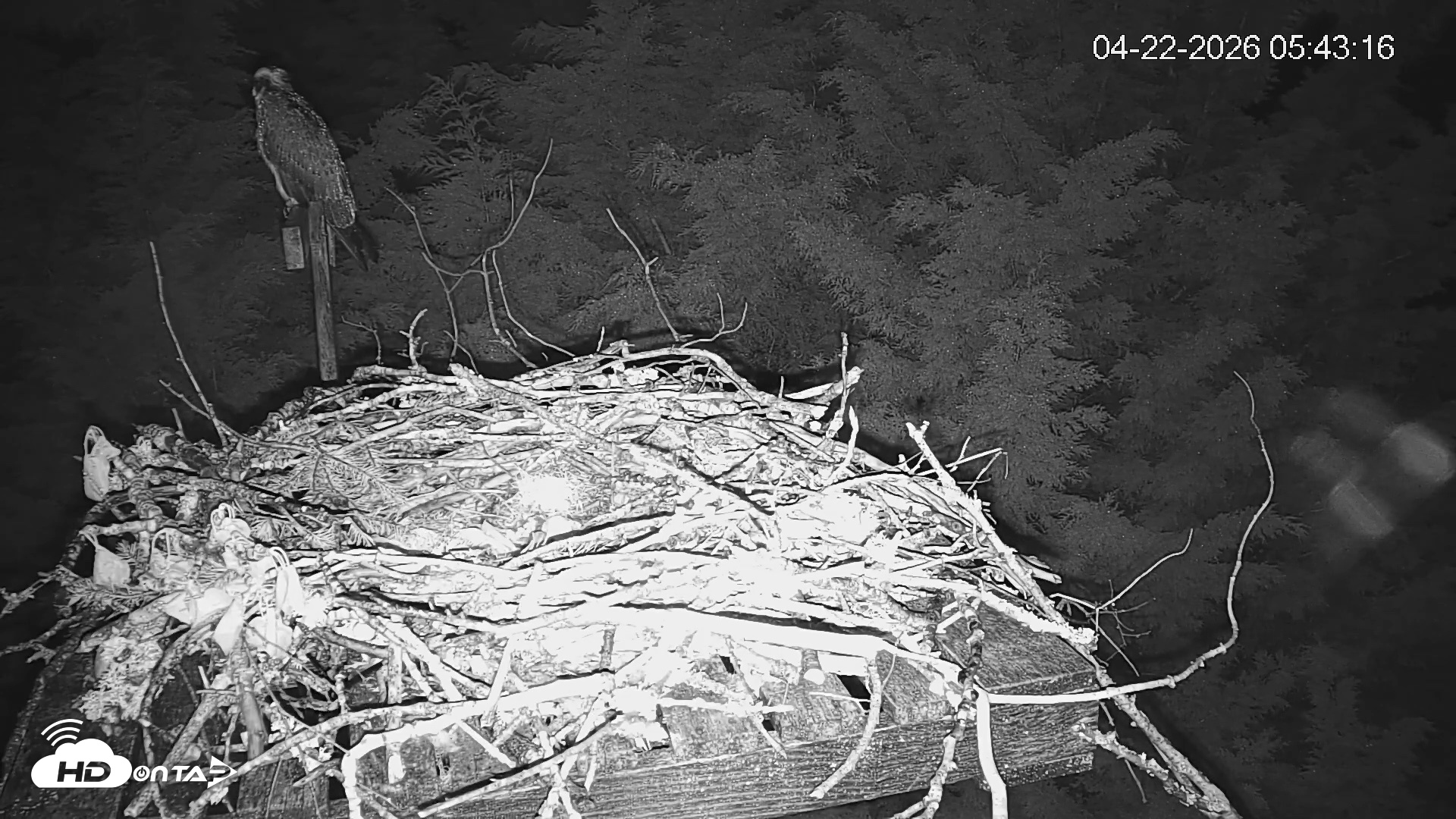 Snapshot of Medina Washington Live Osprey Nest Webcam taken Apr 22, 2026, 5:44am PDT