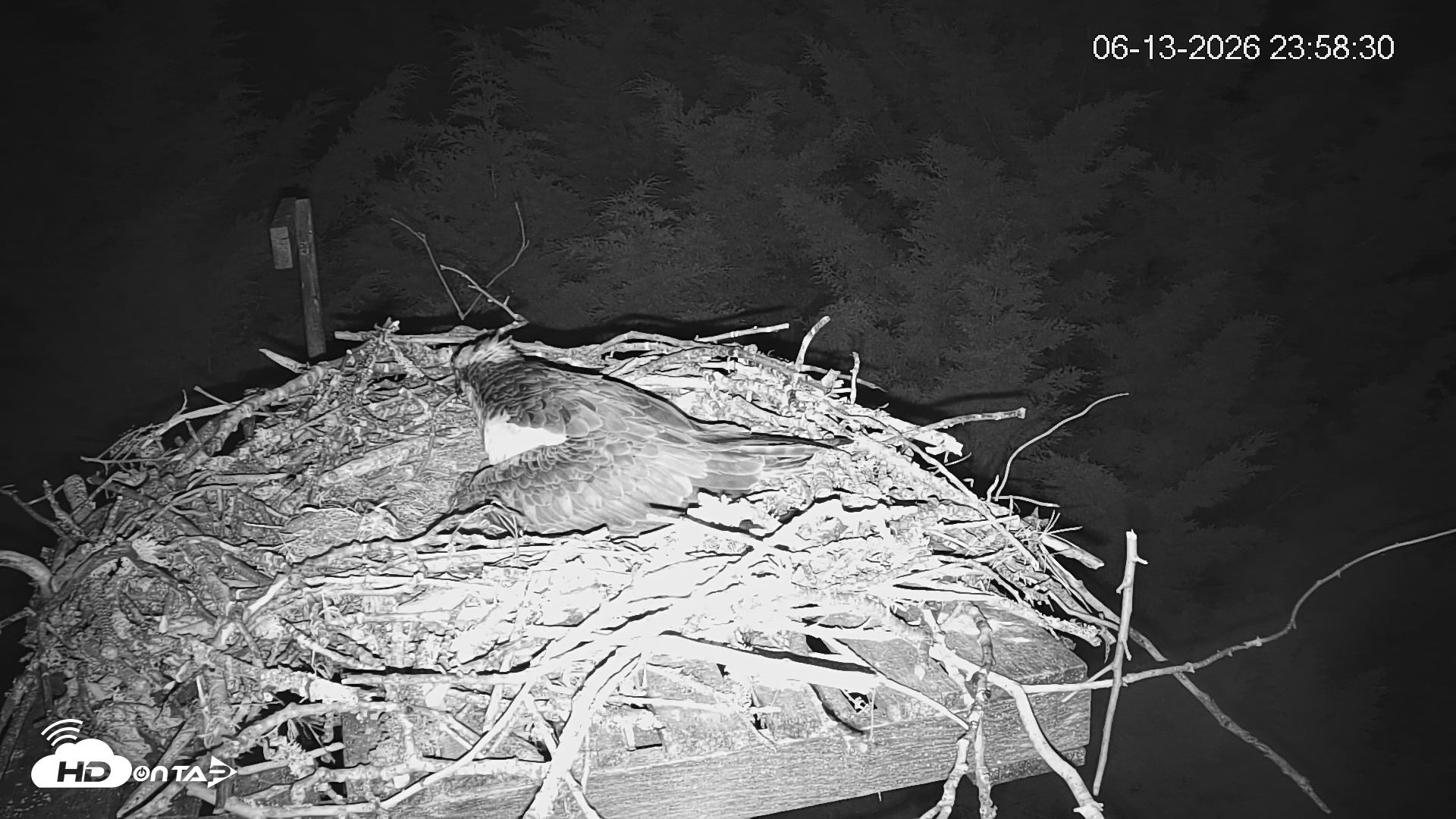 Snapshot of Medina Washington Live Osprey Nest Webcam taken Jun 13, 2026, 11:59pm PDT
