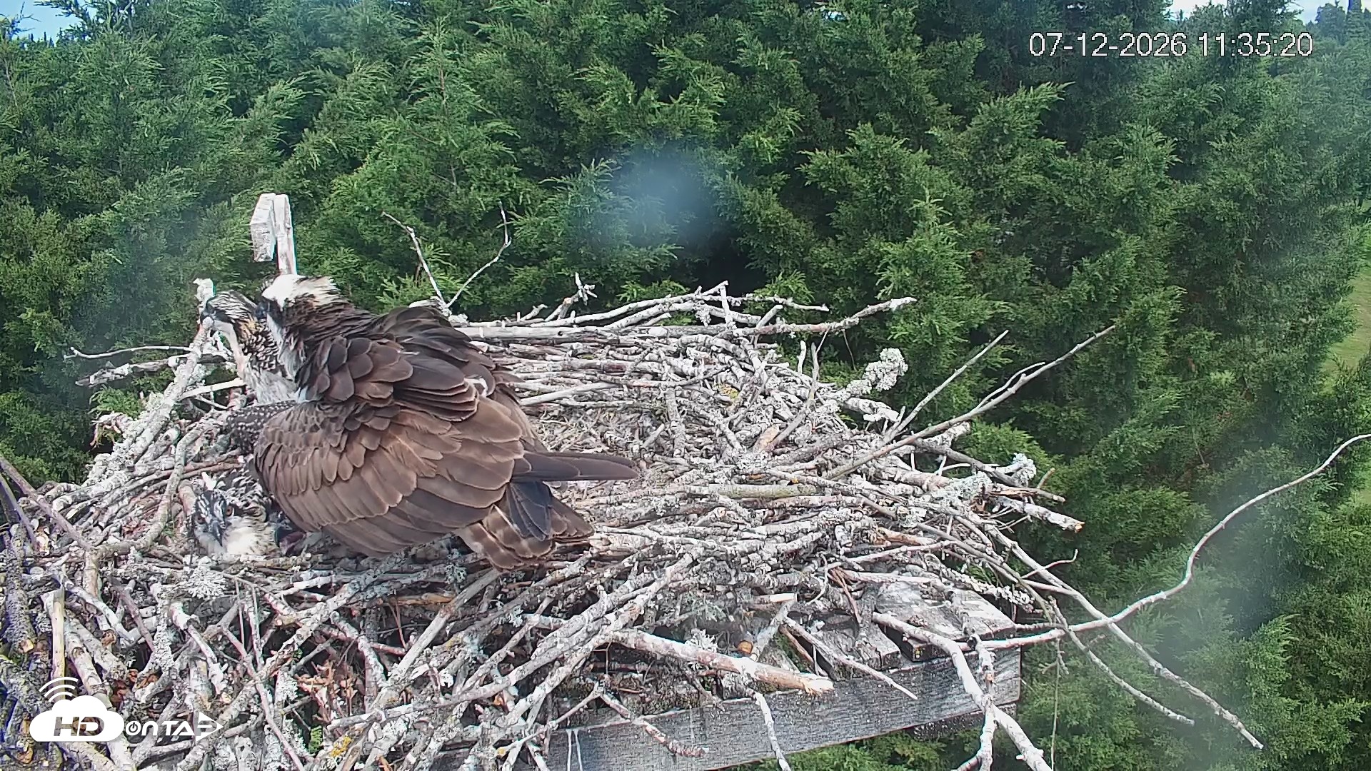 Snapshot of Medina Washington Live Osprey Nest Webcam taken Jul 12, 2026, 11:36am PDT
