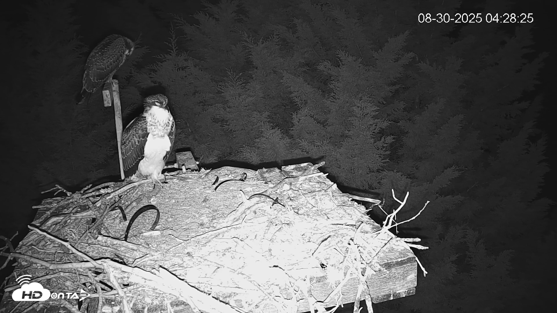 Snapshot of Medina Washington Live Osprey Nest Webcam taken Aug 30, 2025, 4:29am PDT
