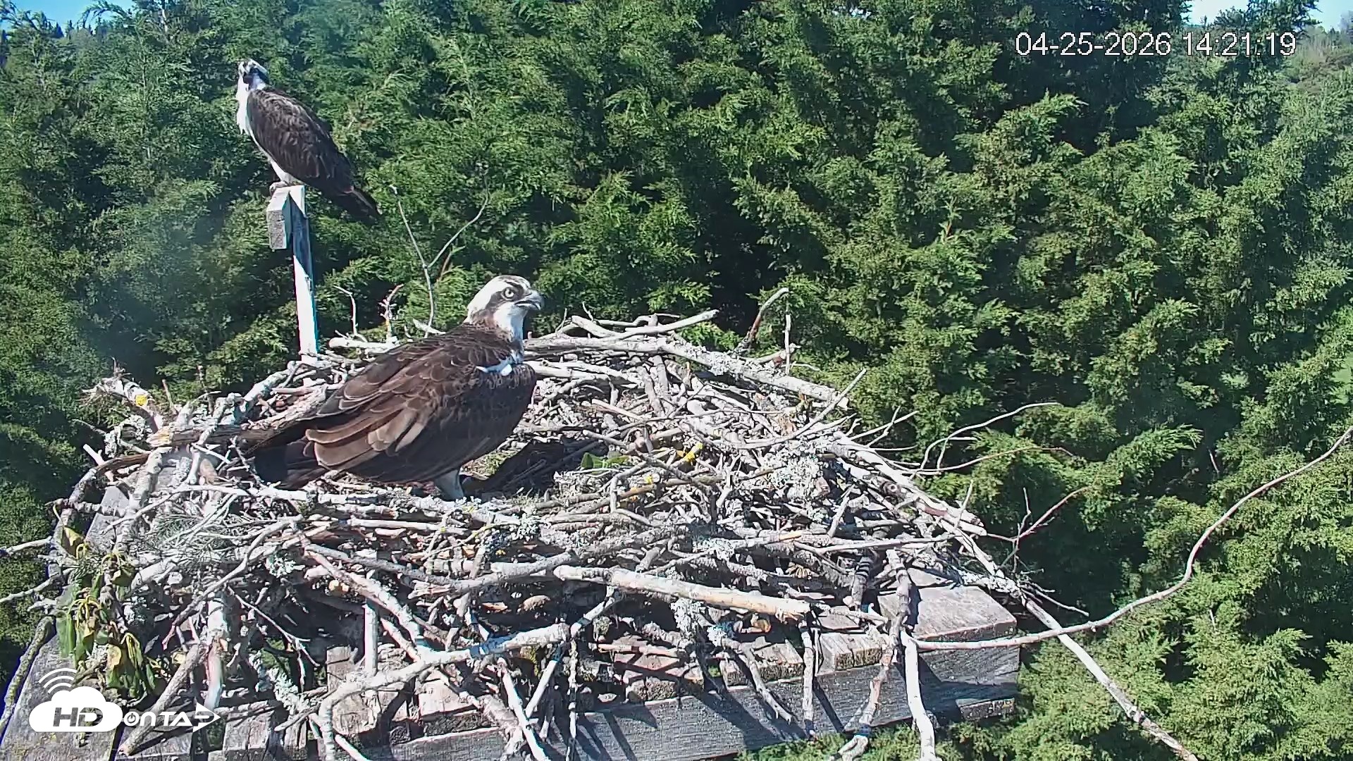 Snapshot of Medina Washington Live Osprey Nest Webcam taken Apr 25, 2026, 2:22pm PDT