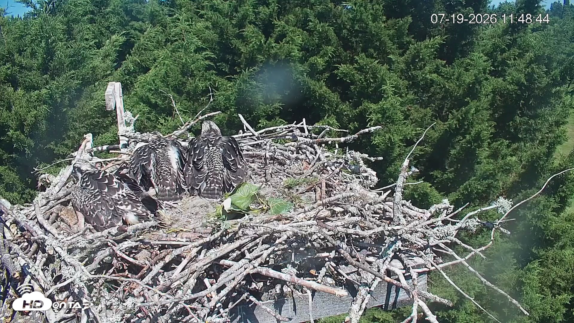 Snapshot of Medina Washington Live Osprey Nest Webcam taken Jul 19, 2026, 11:49am PDT