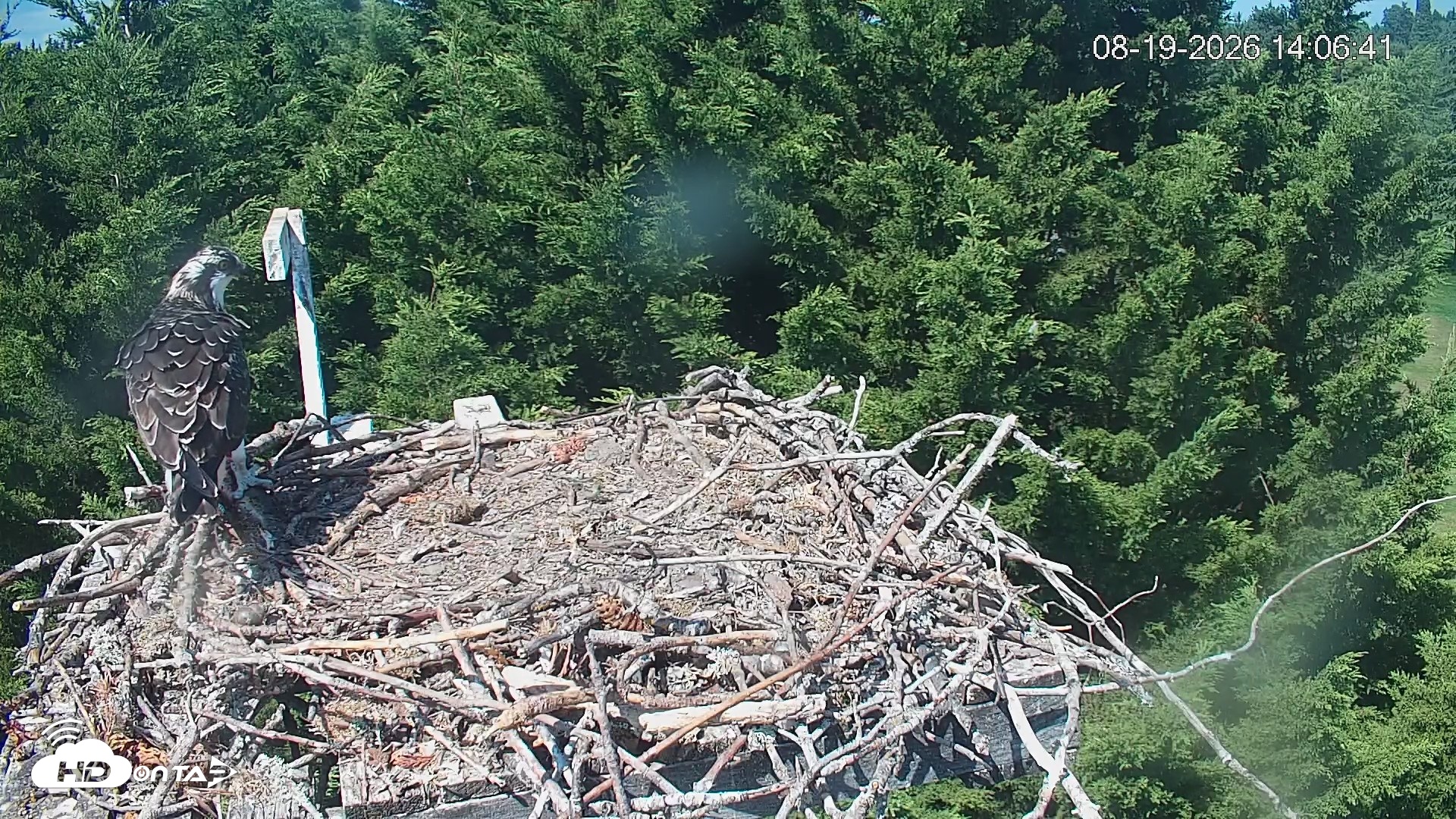 Snapshot of Medina Washington Live Osprey Nest Webcam taken Aug 19, 2026, 2:07pm PDT