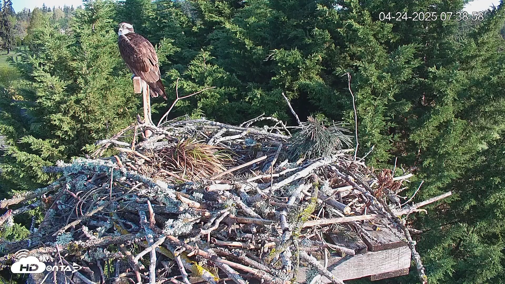 Snapshot of Medina Washington Live Osprey Nest Webcam taken Apr 24, 2025, 7:39am PDT